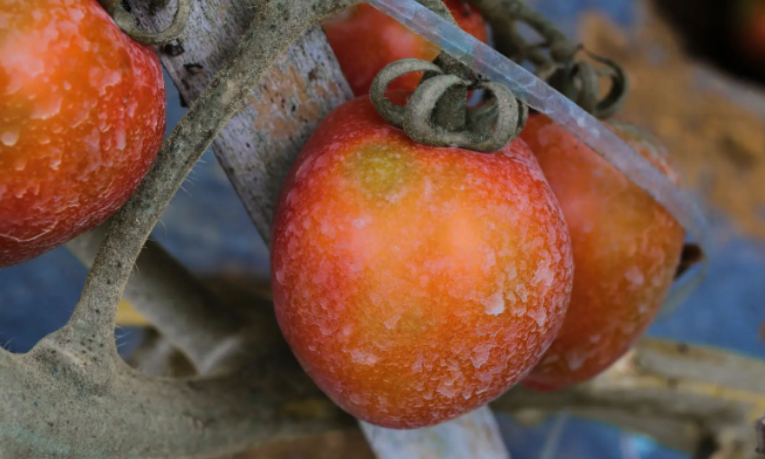 How everyday produce choices can increase pesticide exposure