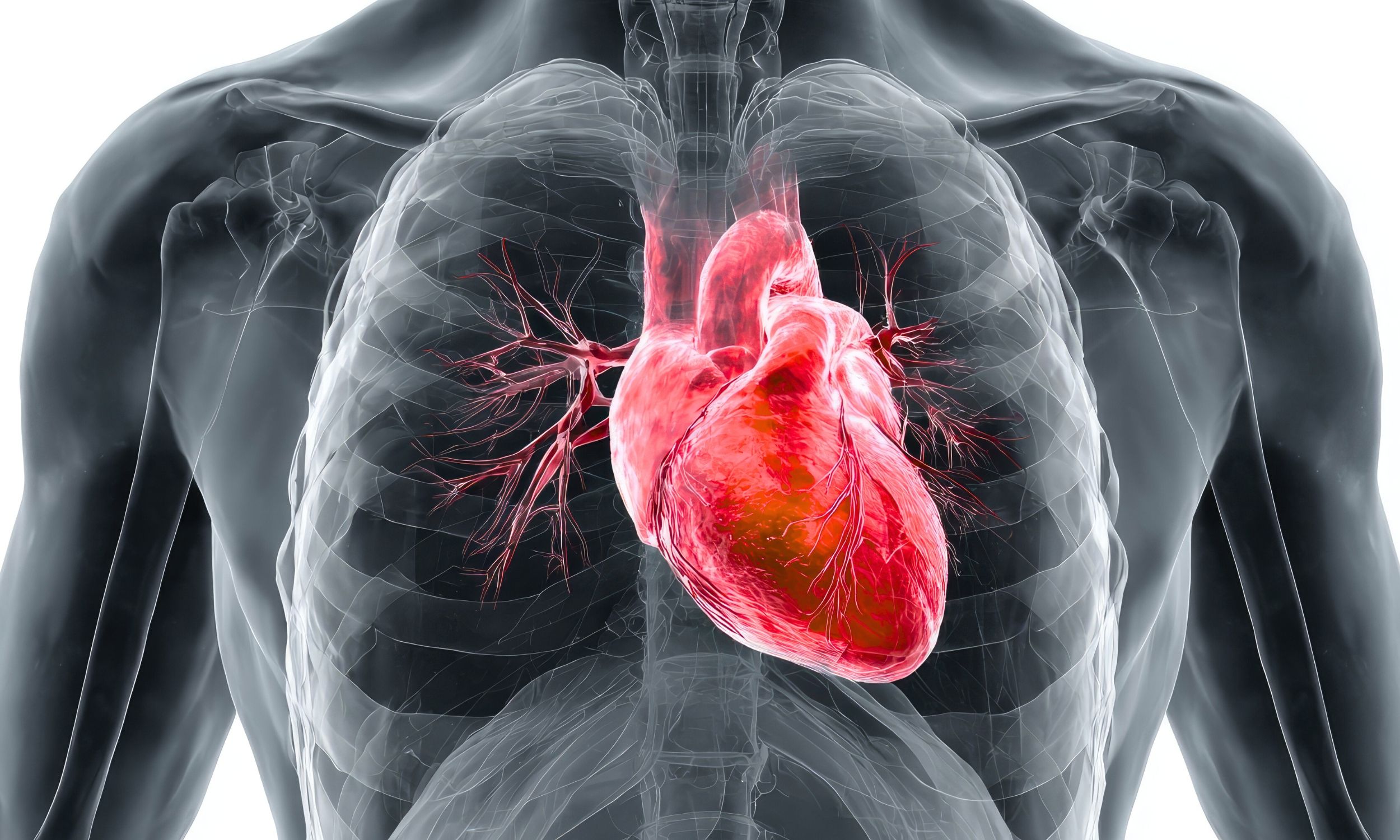 Belly fat may be the single biggest driver of poor heart health