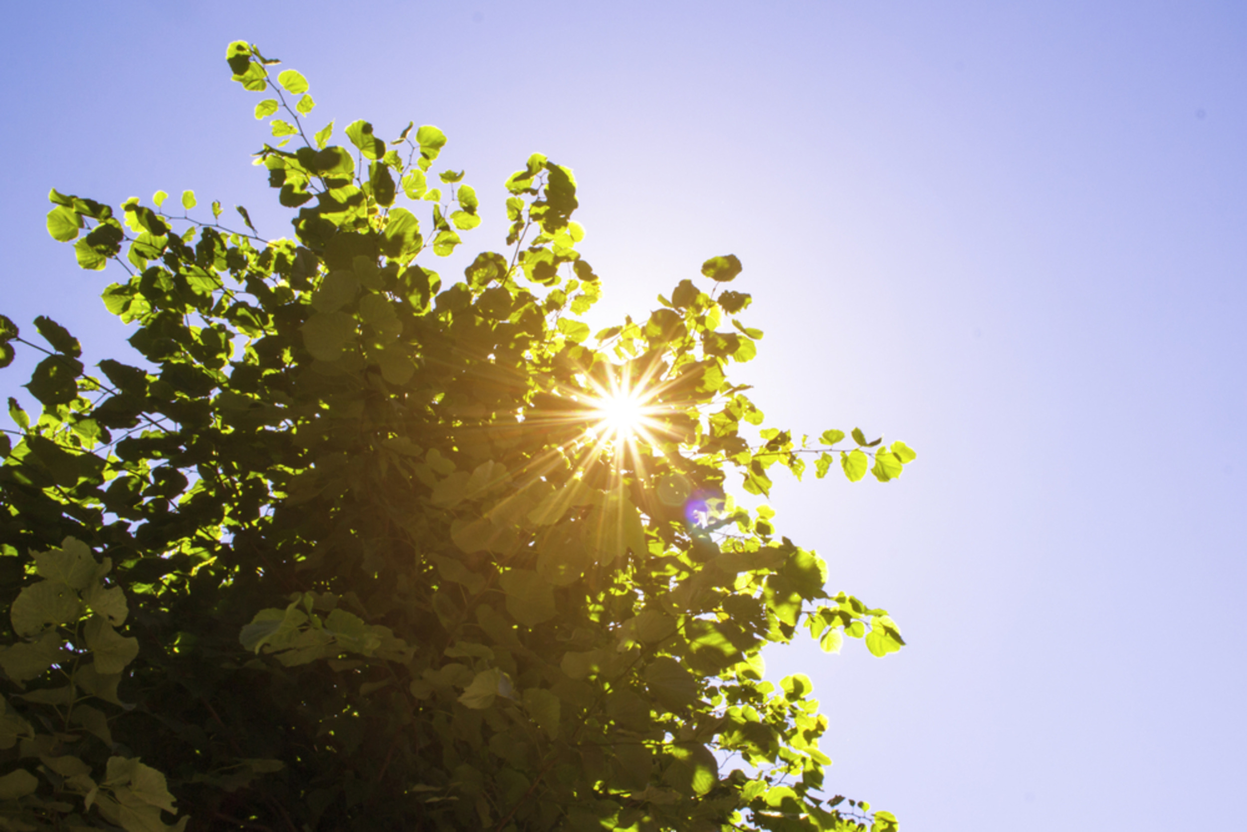 Electricity from plants