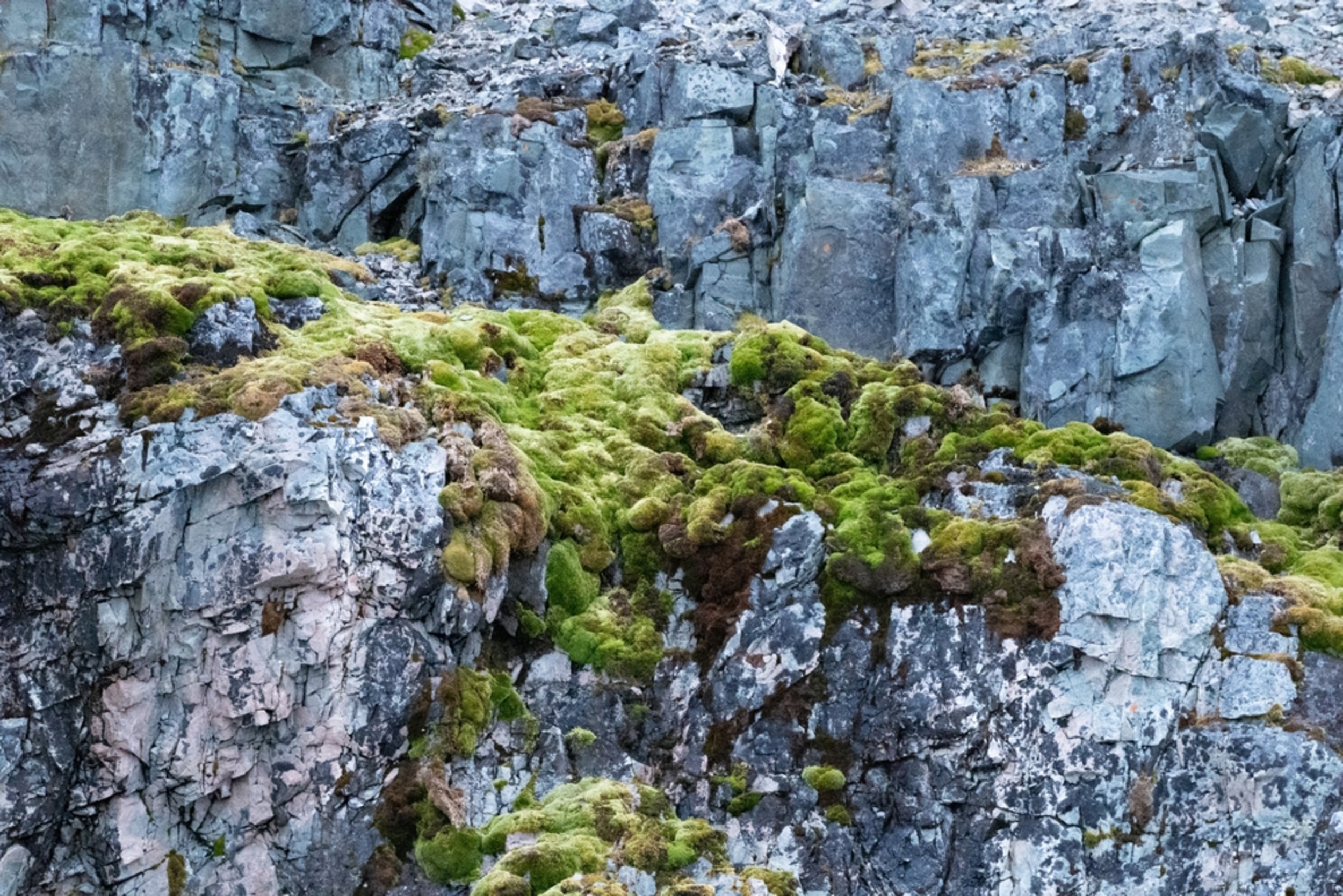 Plant life surges in Antarctica