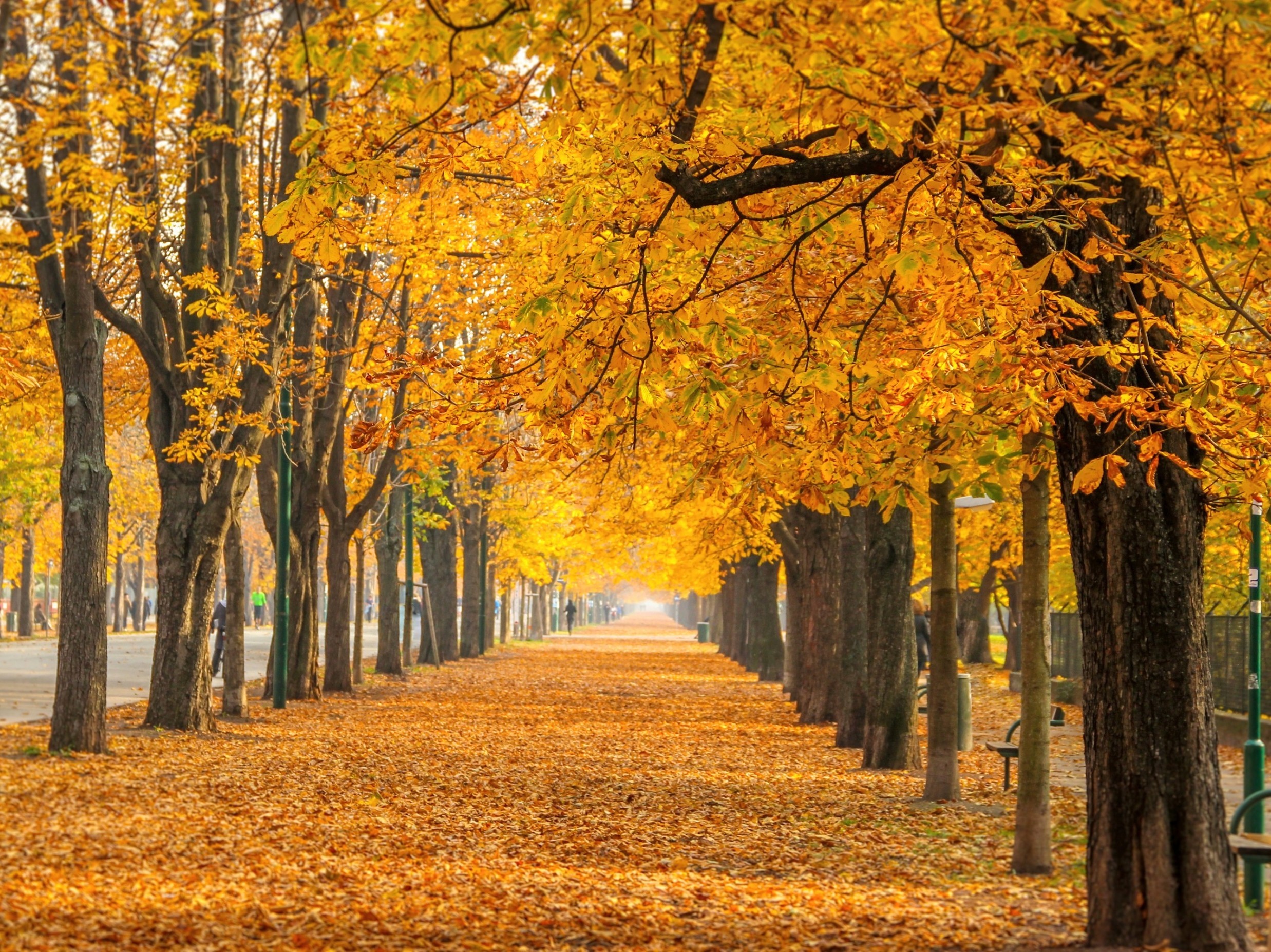 Living near trees may protect the heart in ways grass does not