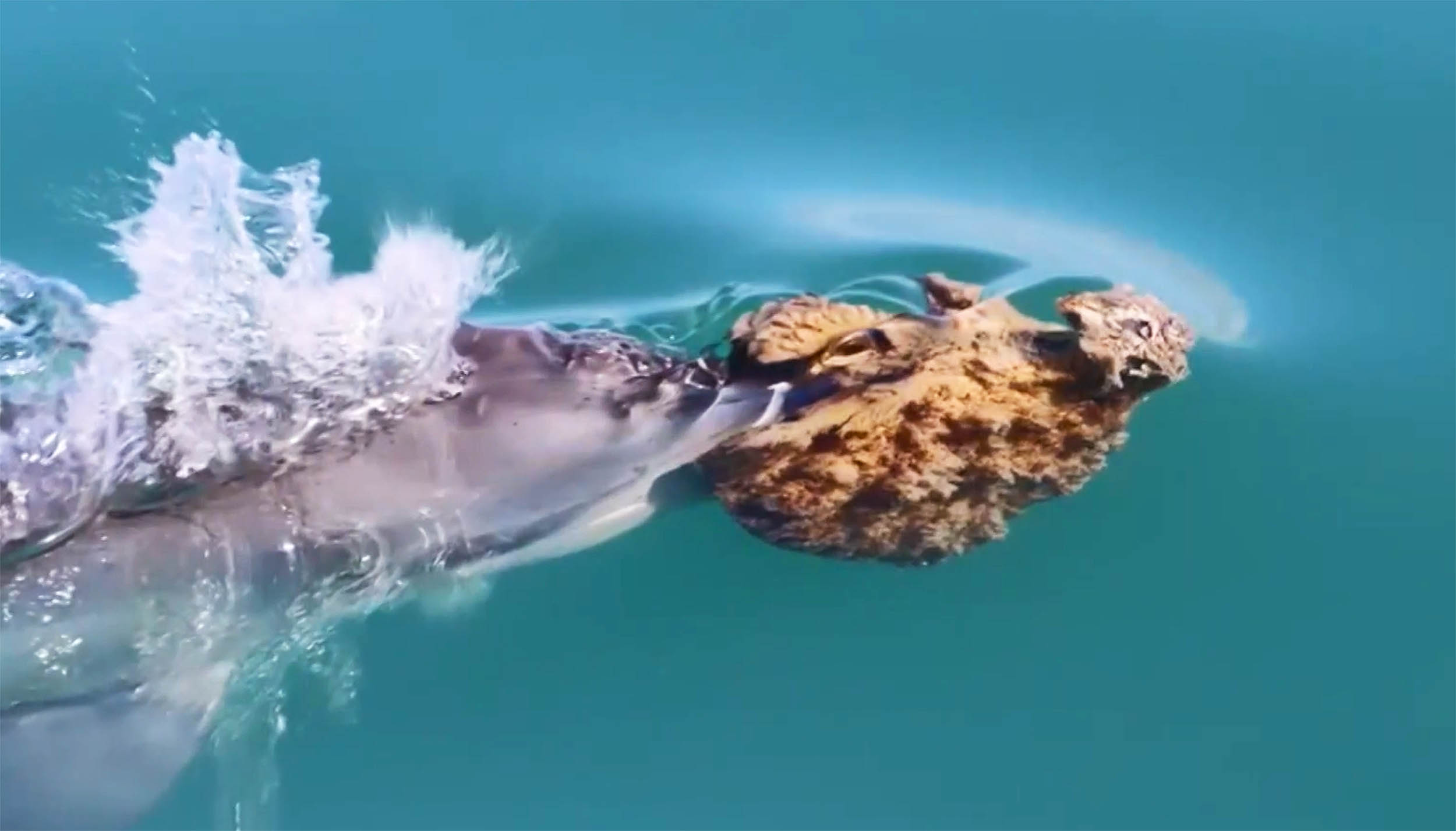 Dolphins are filmed using sponges on their snouts to hunt