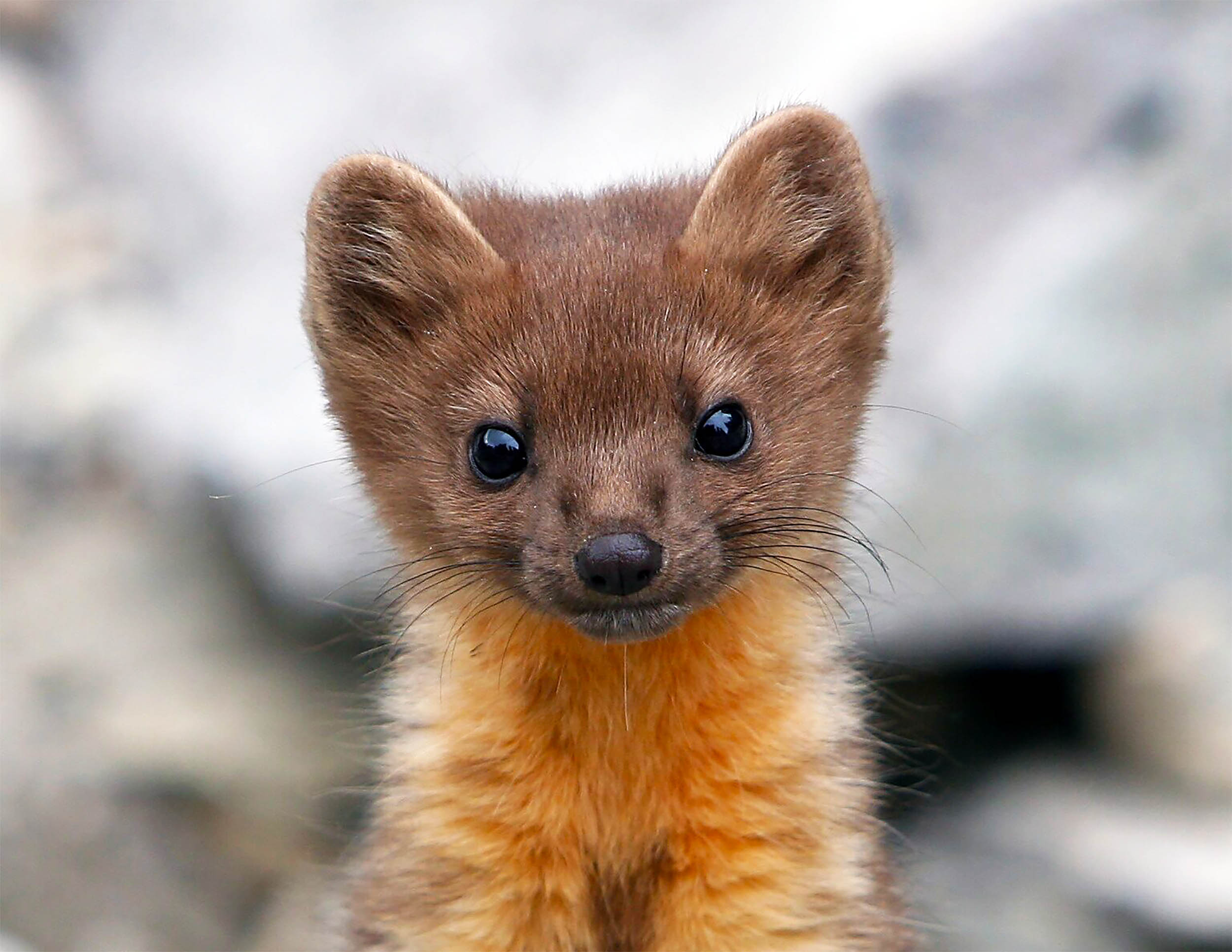 Pint-sized forest predator fights off extinction in the Pacific Northwest