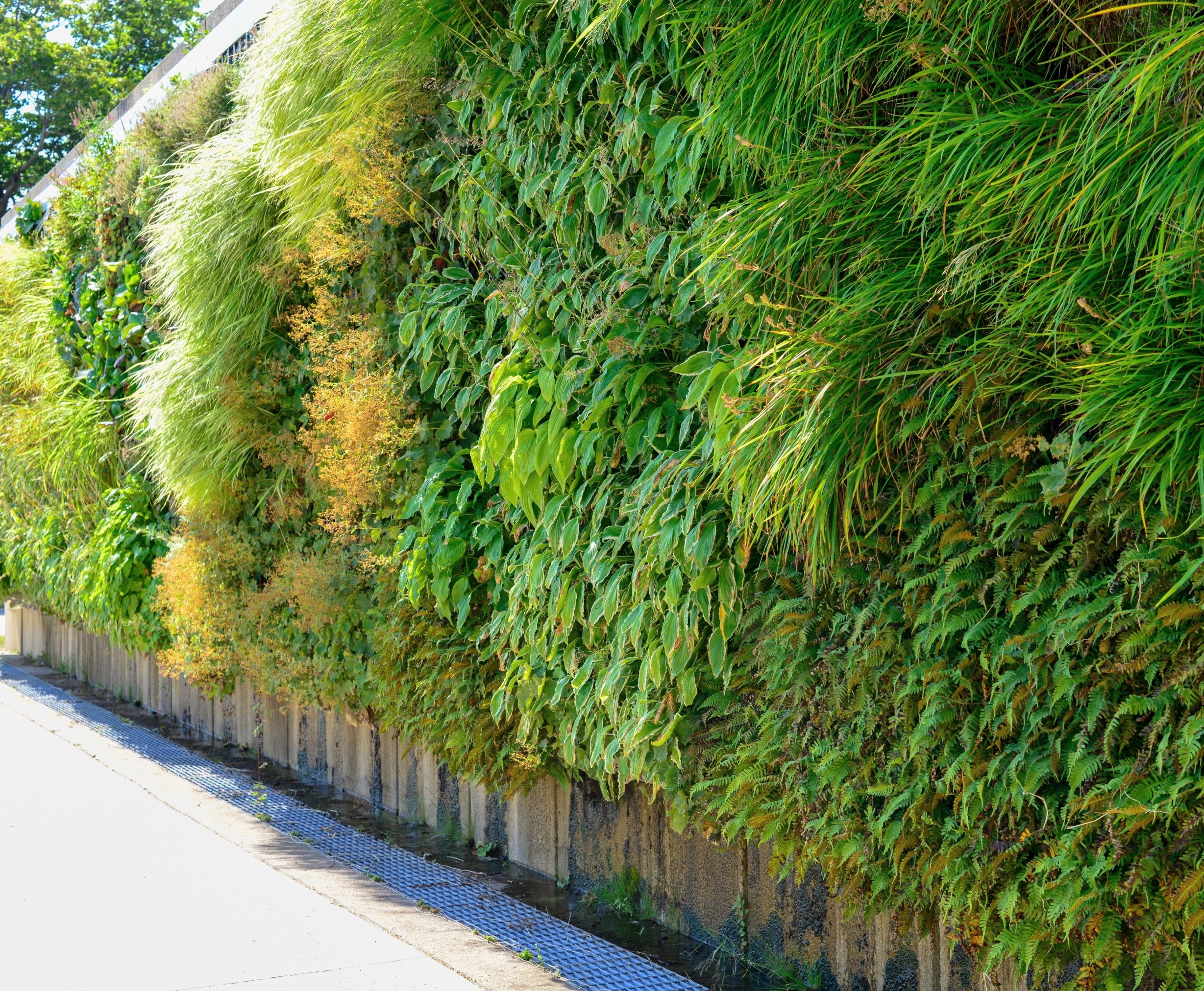 Living walls can bring wildlife back into cities