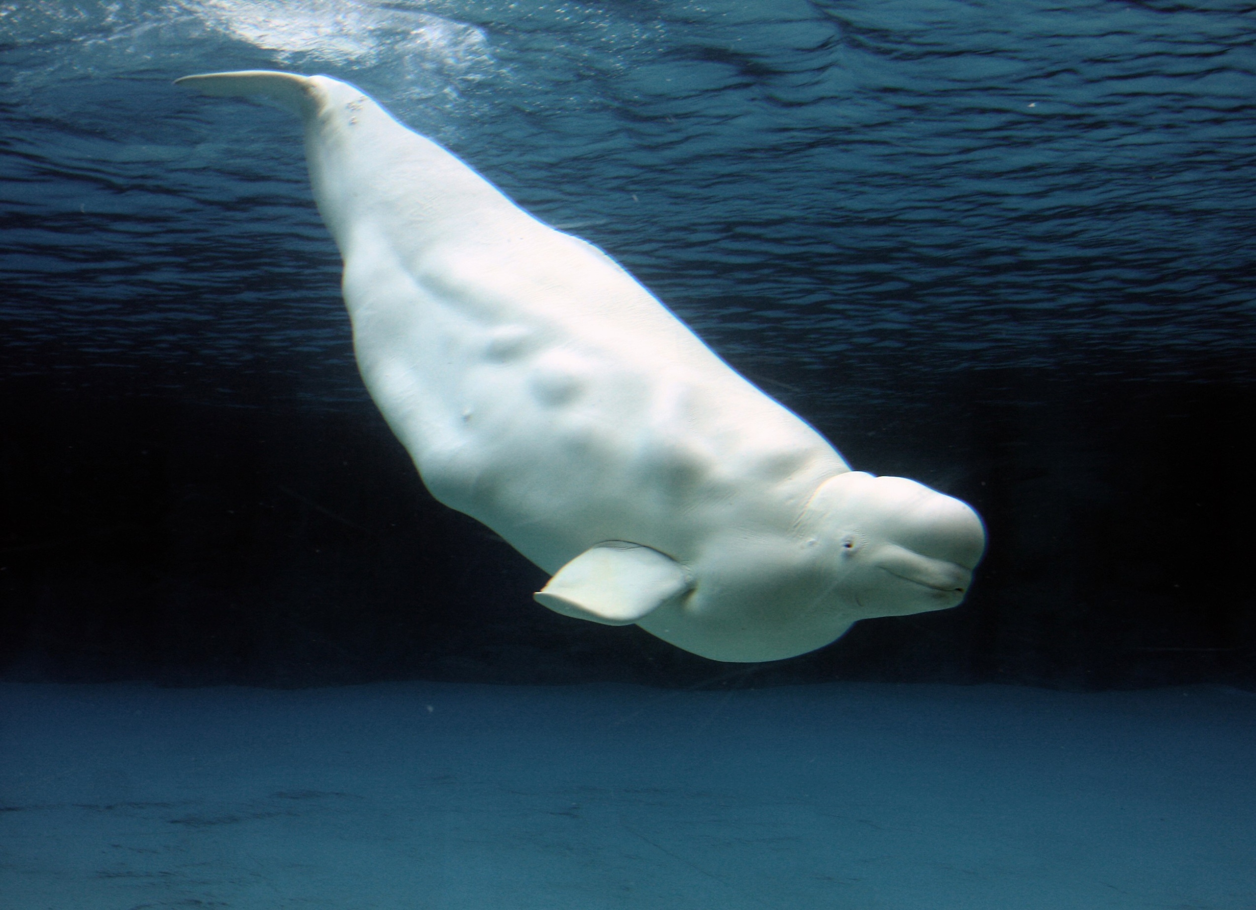 Why beluga whales don’t stick to one mating partner
