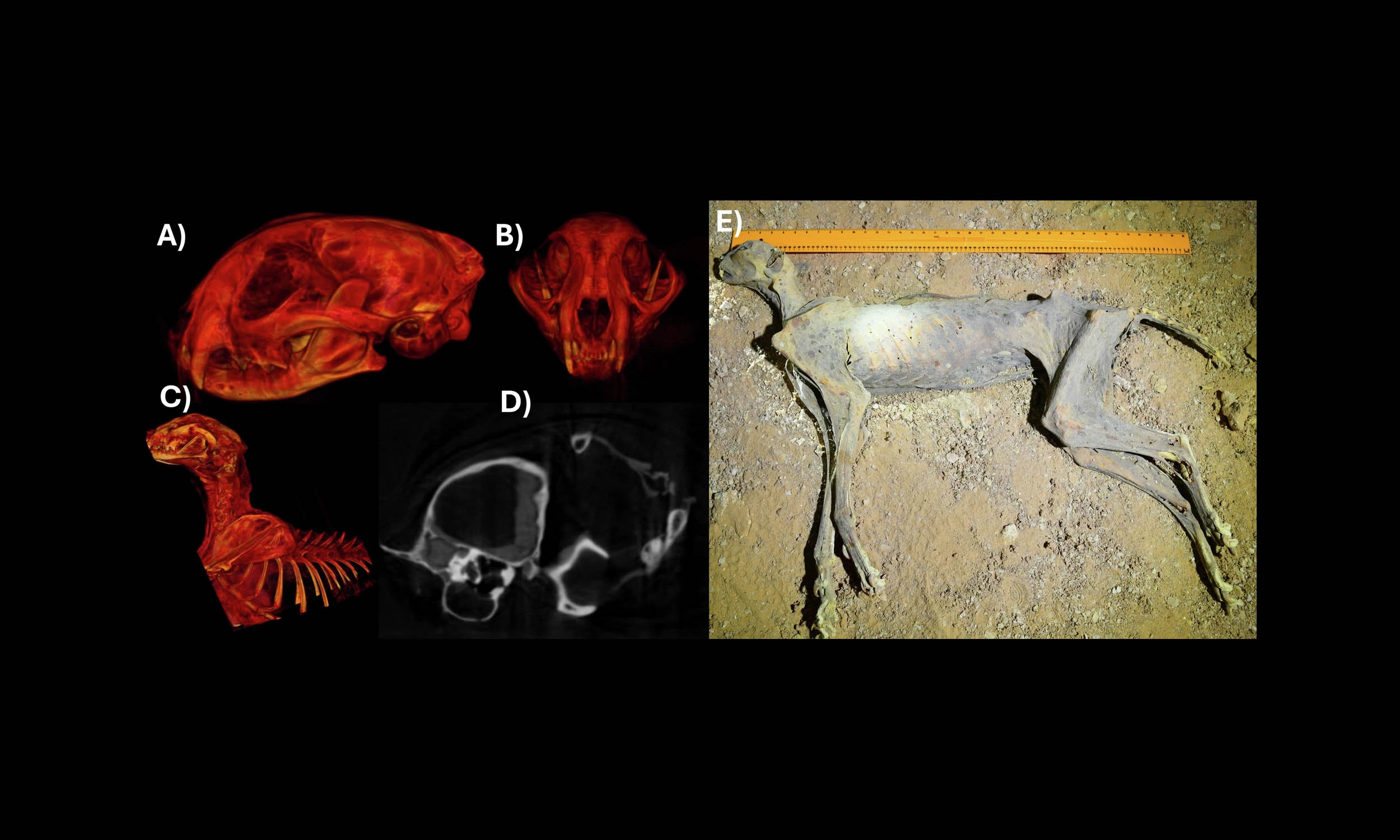 Seven cheetah mummies found in a desert cave renew debate