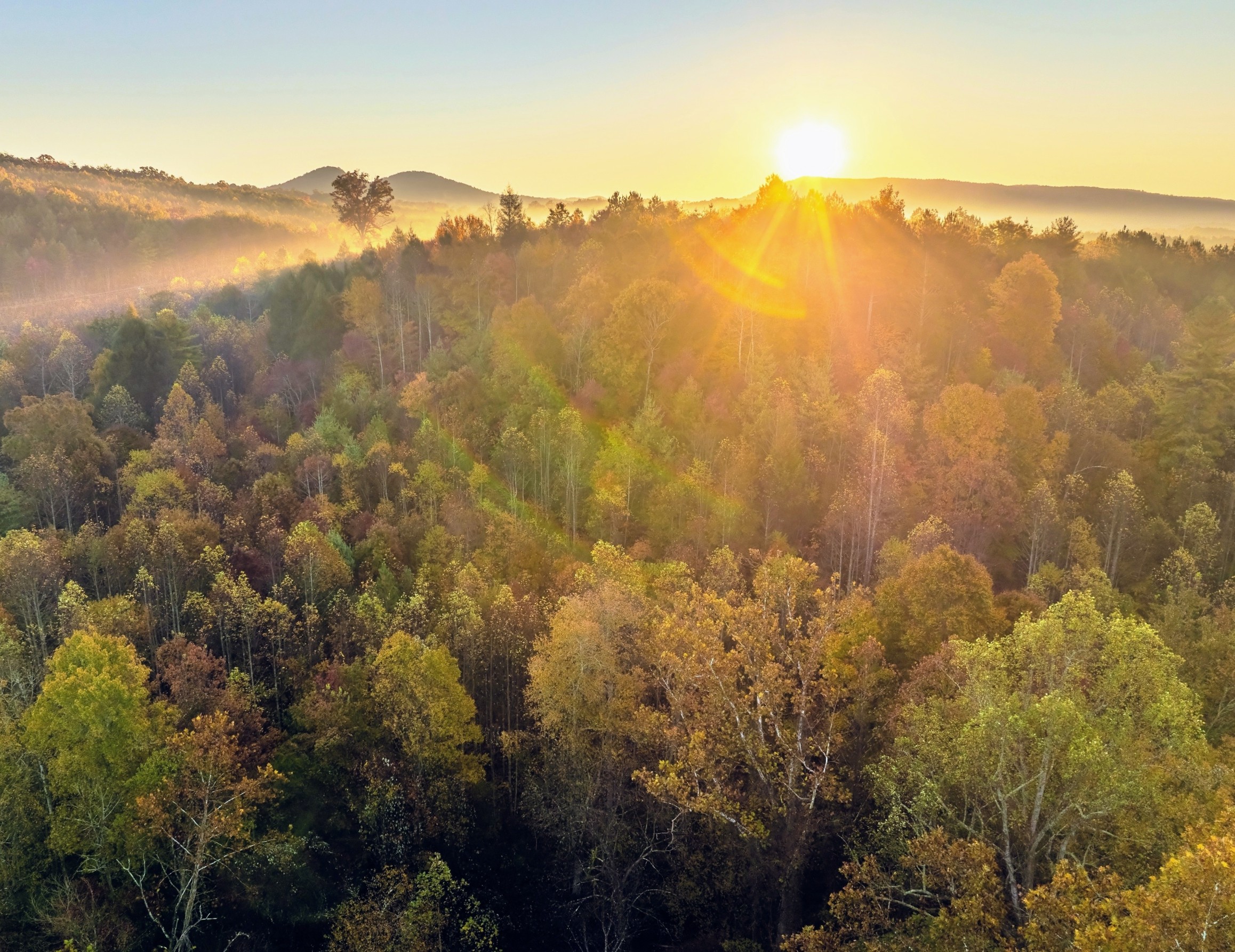 America’s forests are storing more carbon than they have in decades