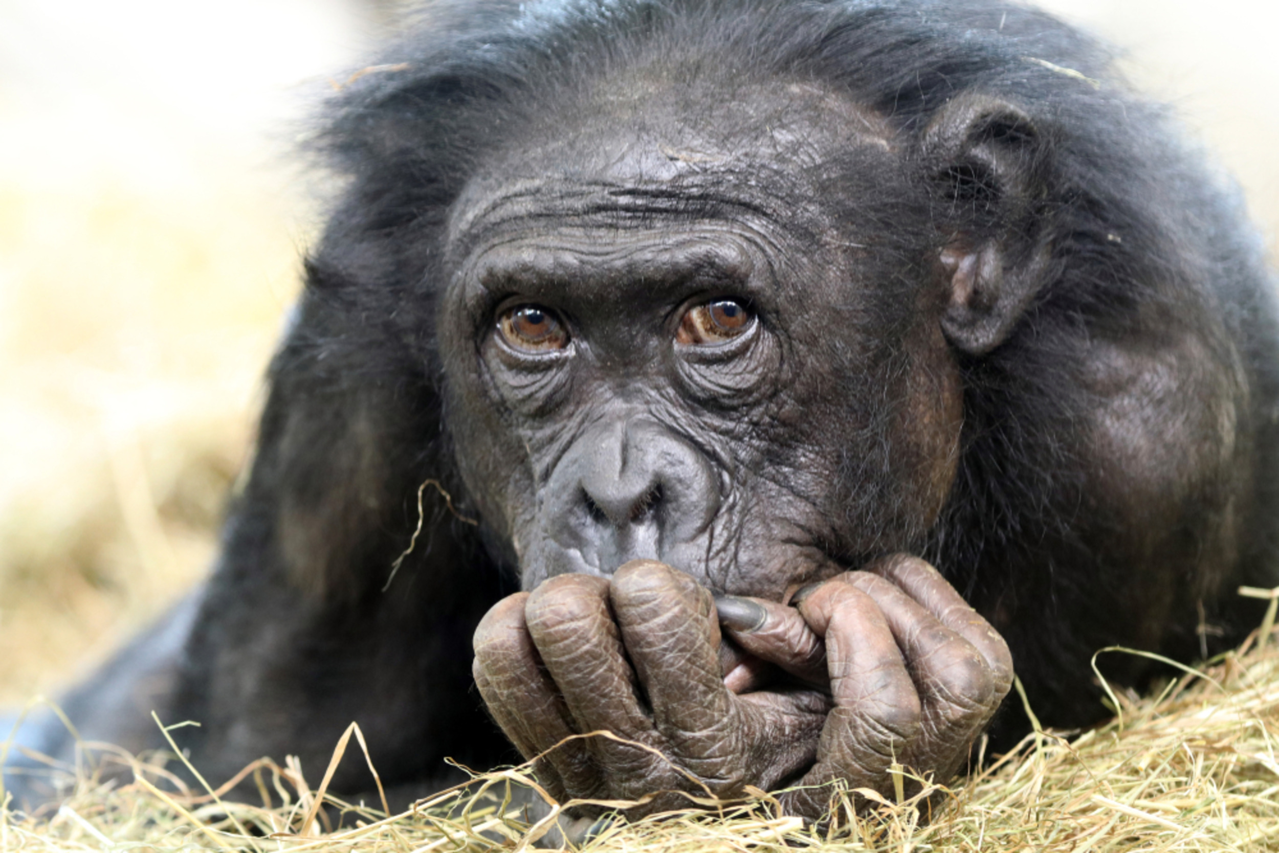 What is the difference between a bonobo and a chimpanzee?