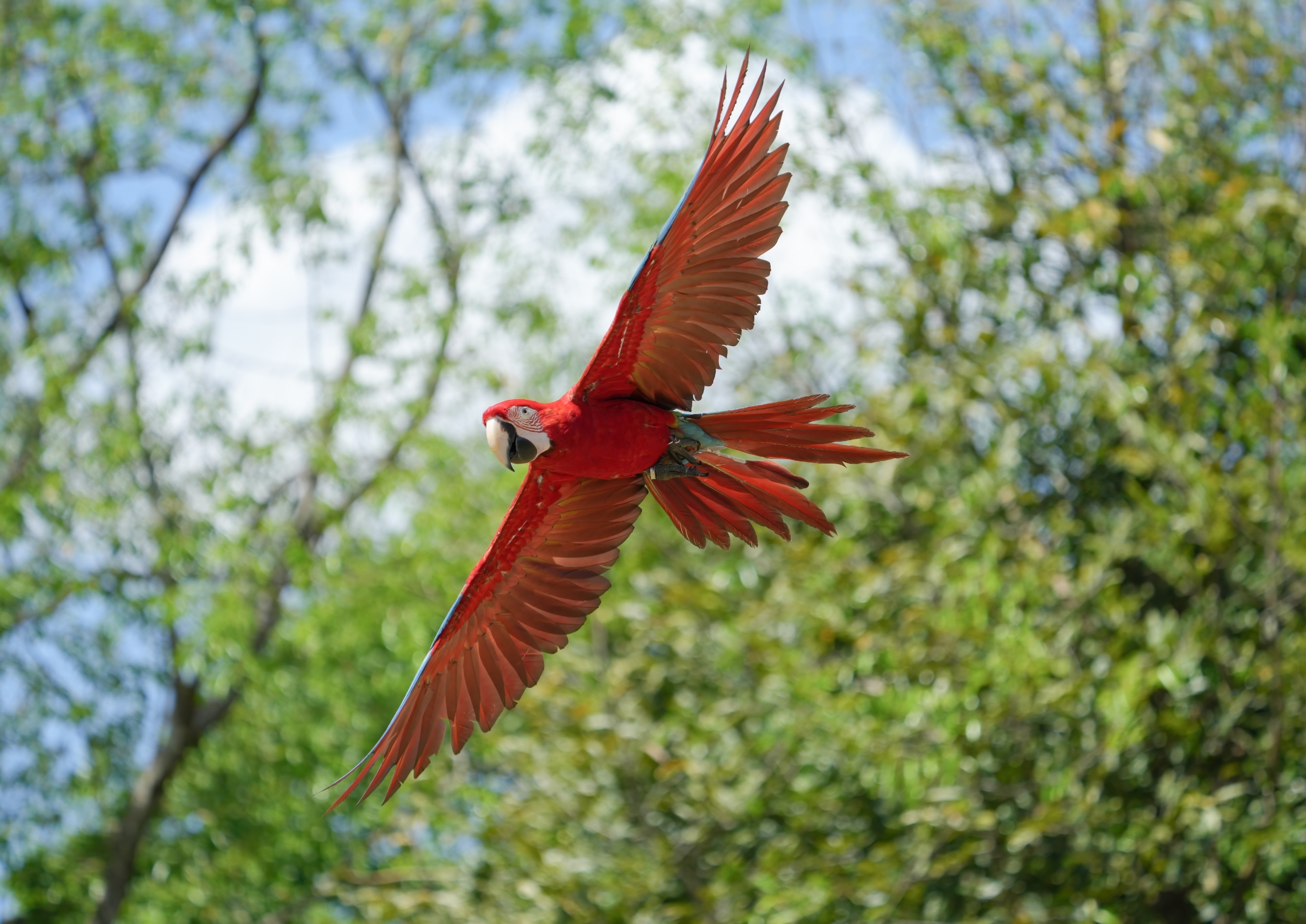 Decades of forest records reveal uneven change across the Amazon