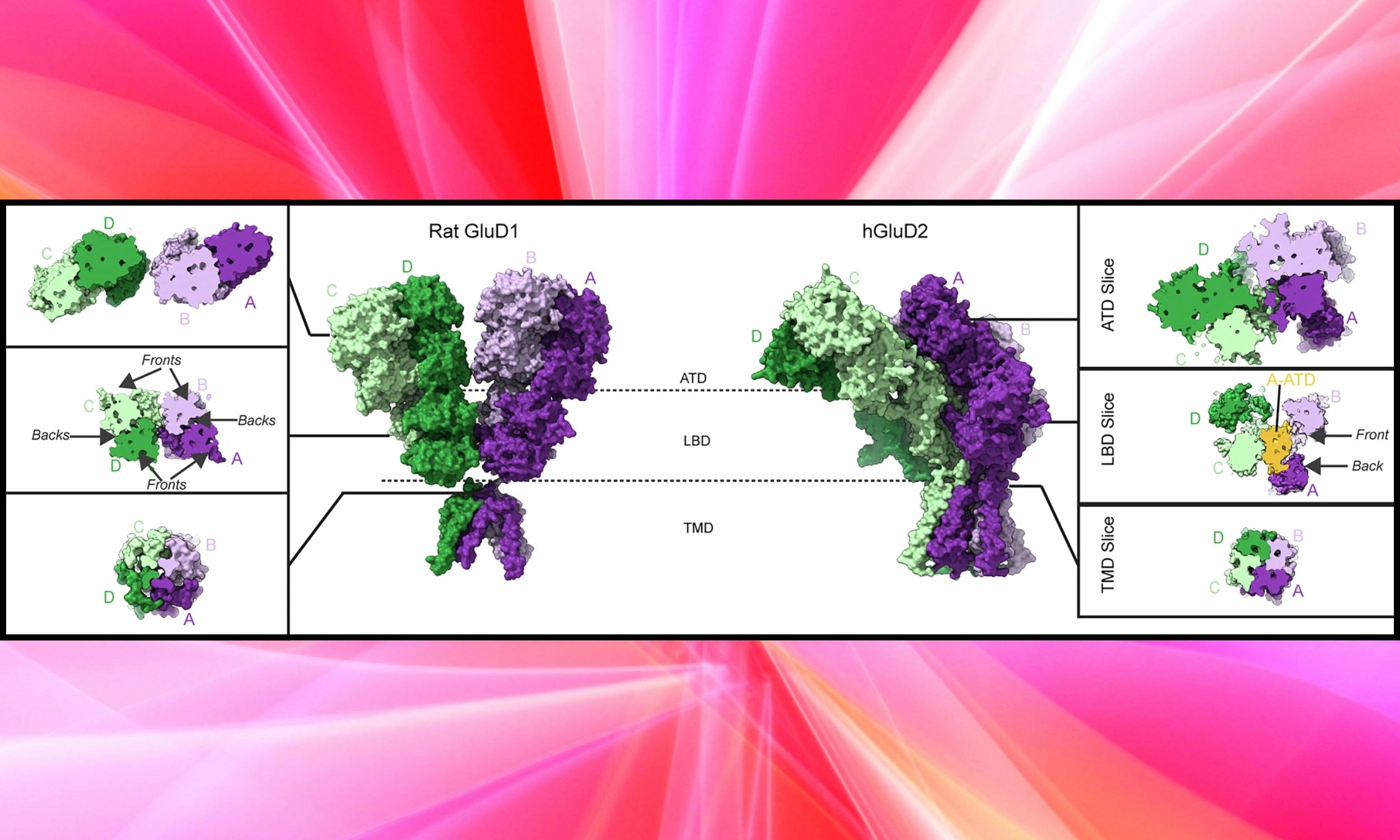 Johns Hopkins finds “inactive” brain proteins actually control communication