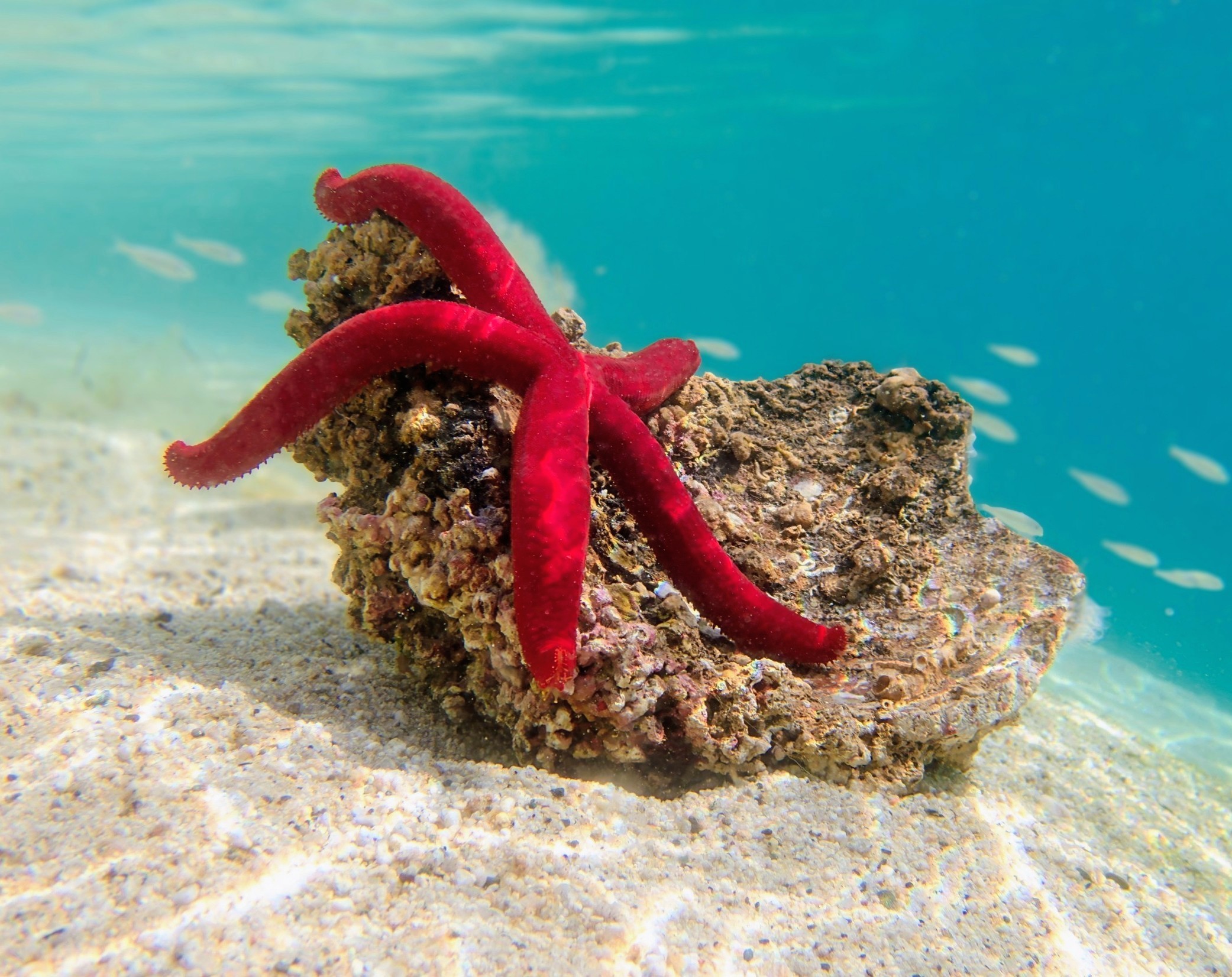 How starfish coordinate hundreds of tube feet without a brain