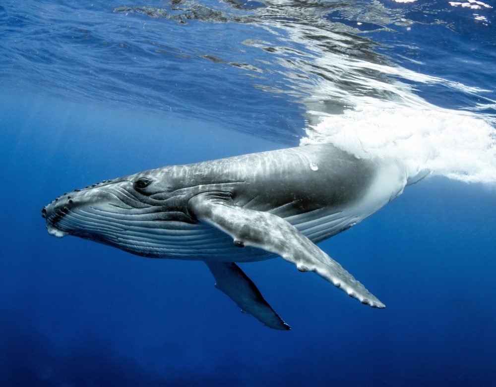 Learning to hunt together may help save humpback whales