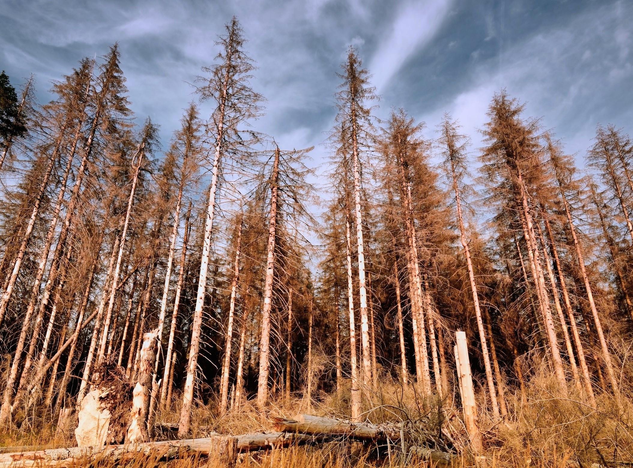 What happens to forests when the planet warms up too fast