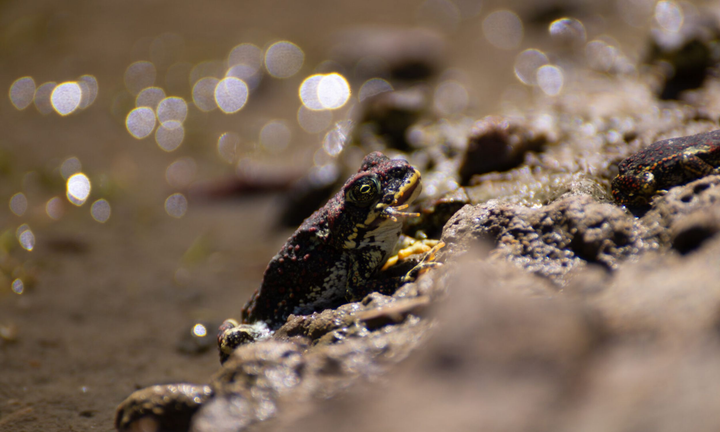 Scientists record the first case of cannibalism among toads
