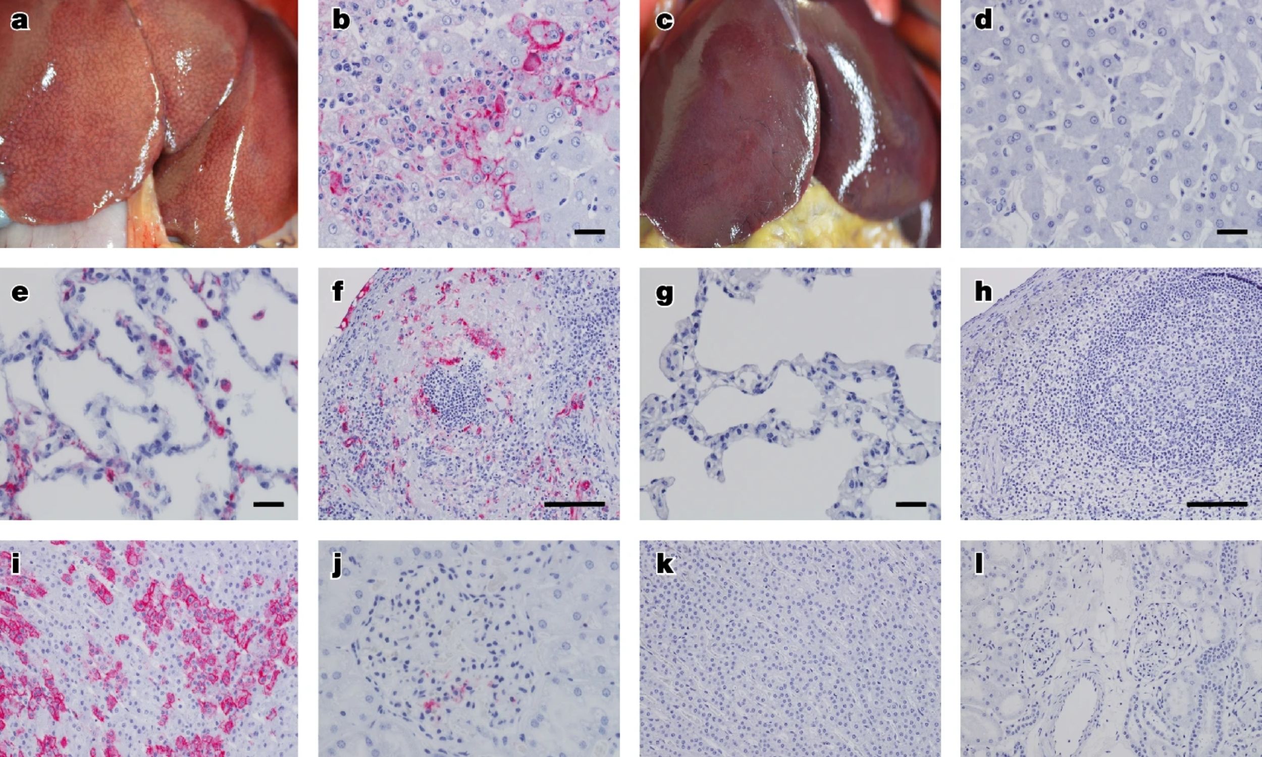 New pill could stop a deadly virus carried by household rats