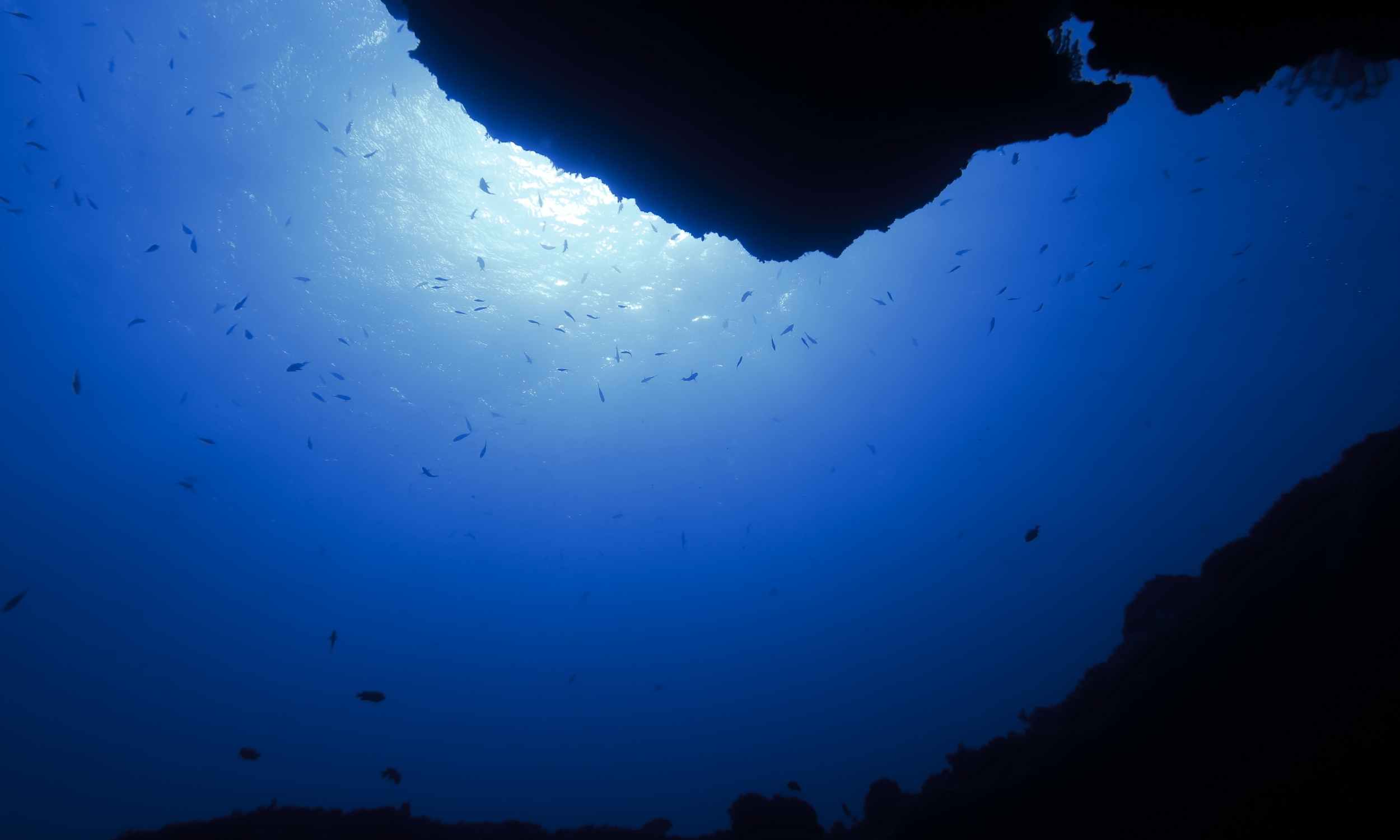 Scientists discover the possible secret blueprint of the human body in a 700-million-year-old brainless creature... and it was at the bottom of the sea