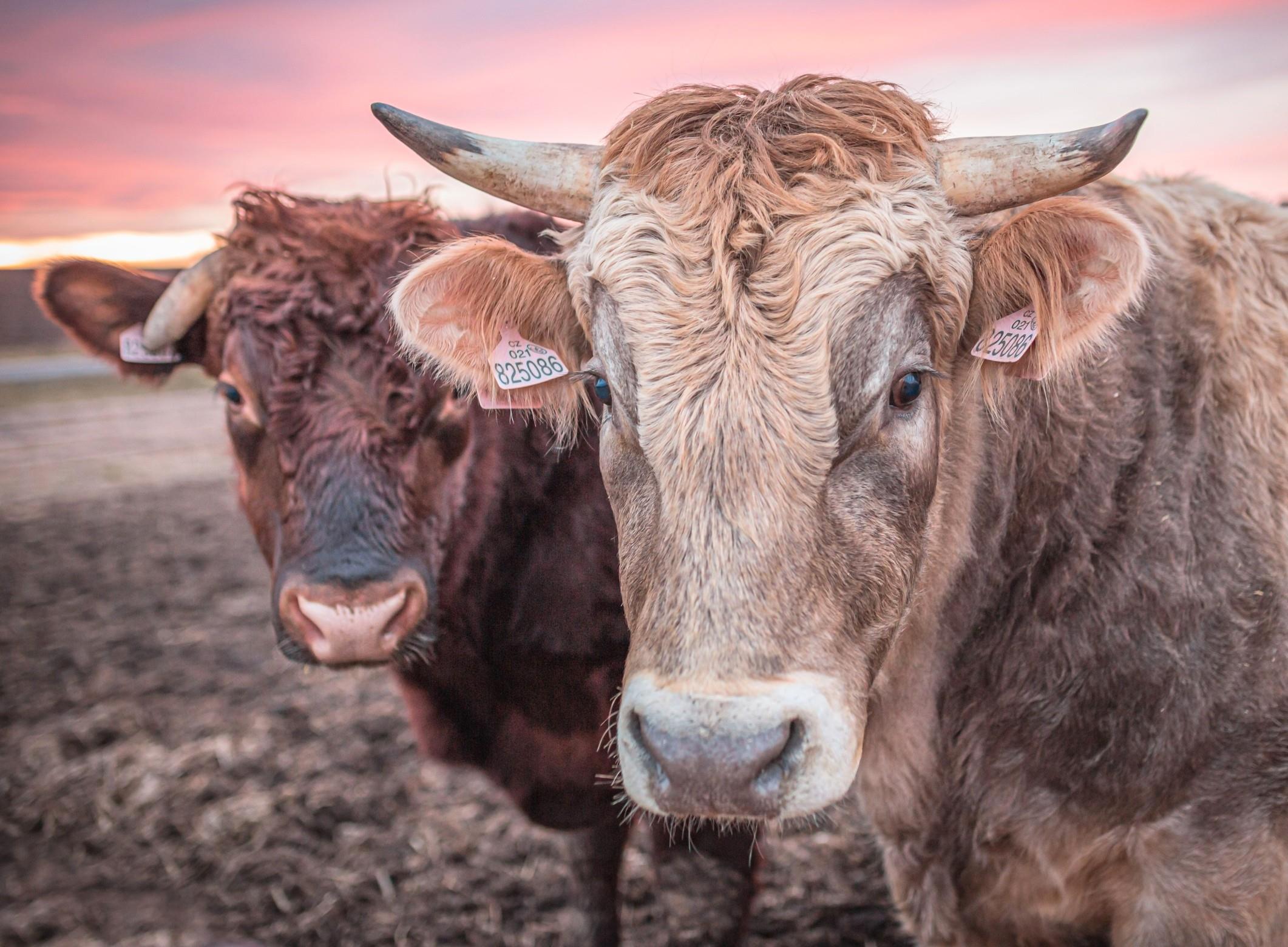 Extreme heat is changing cattle farming across Europe