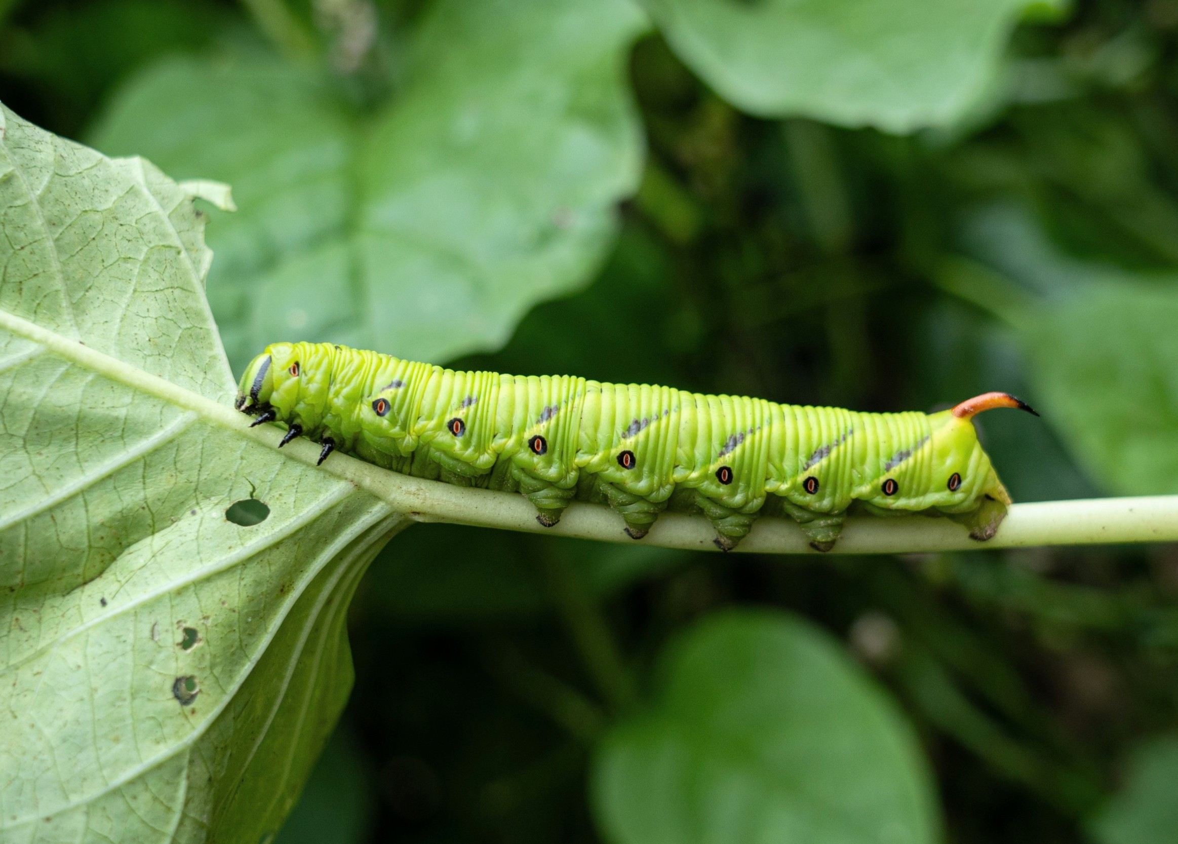Caterpillars don’t have ears, but they can still hear predators