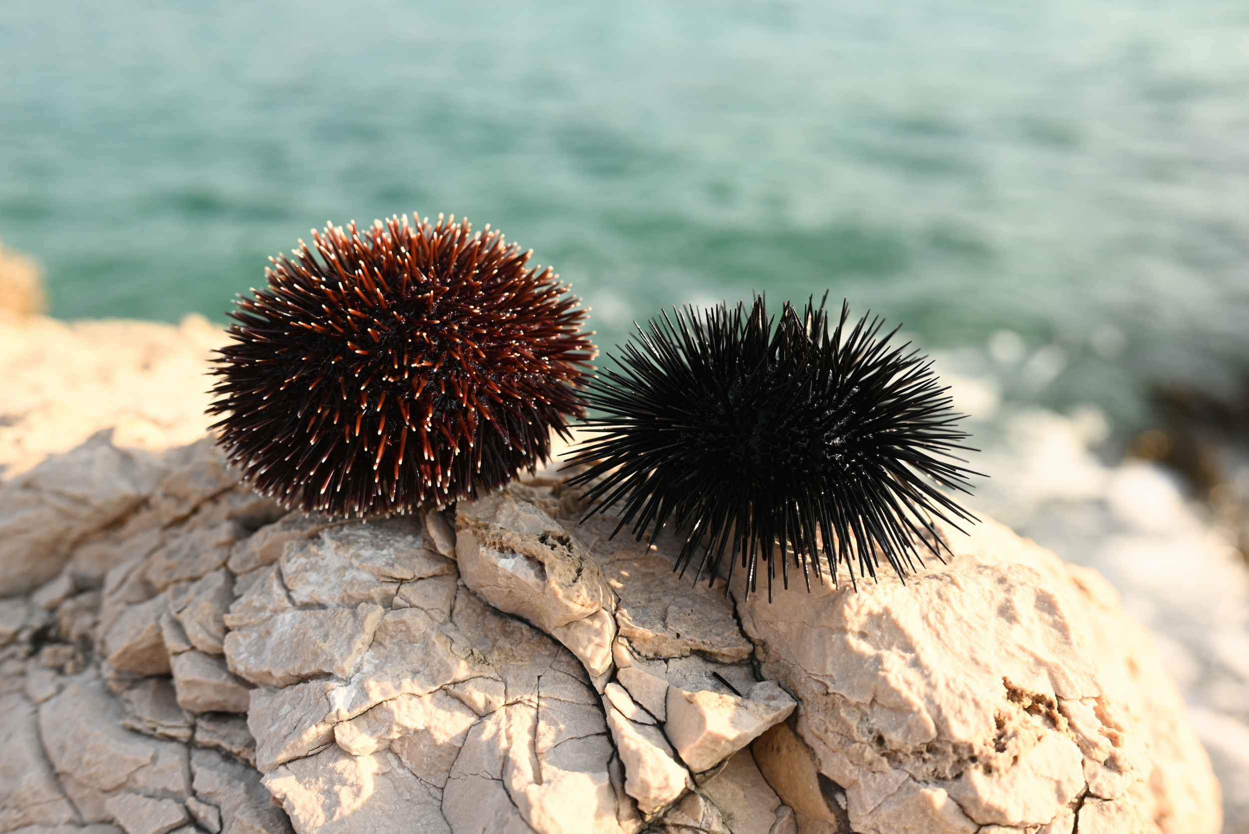 Sea urchin mortality event may signal a growing global threat