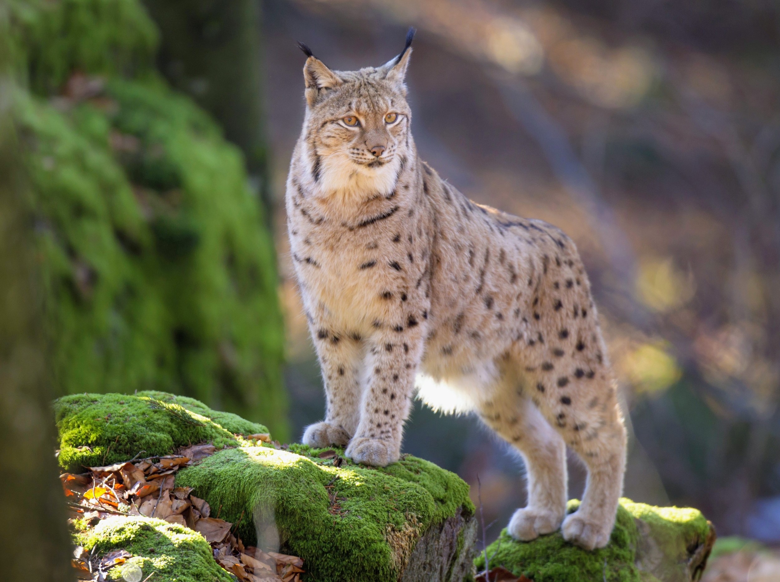 Predator scent alone can keep deer away from young trees