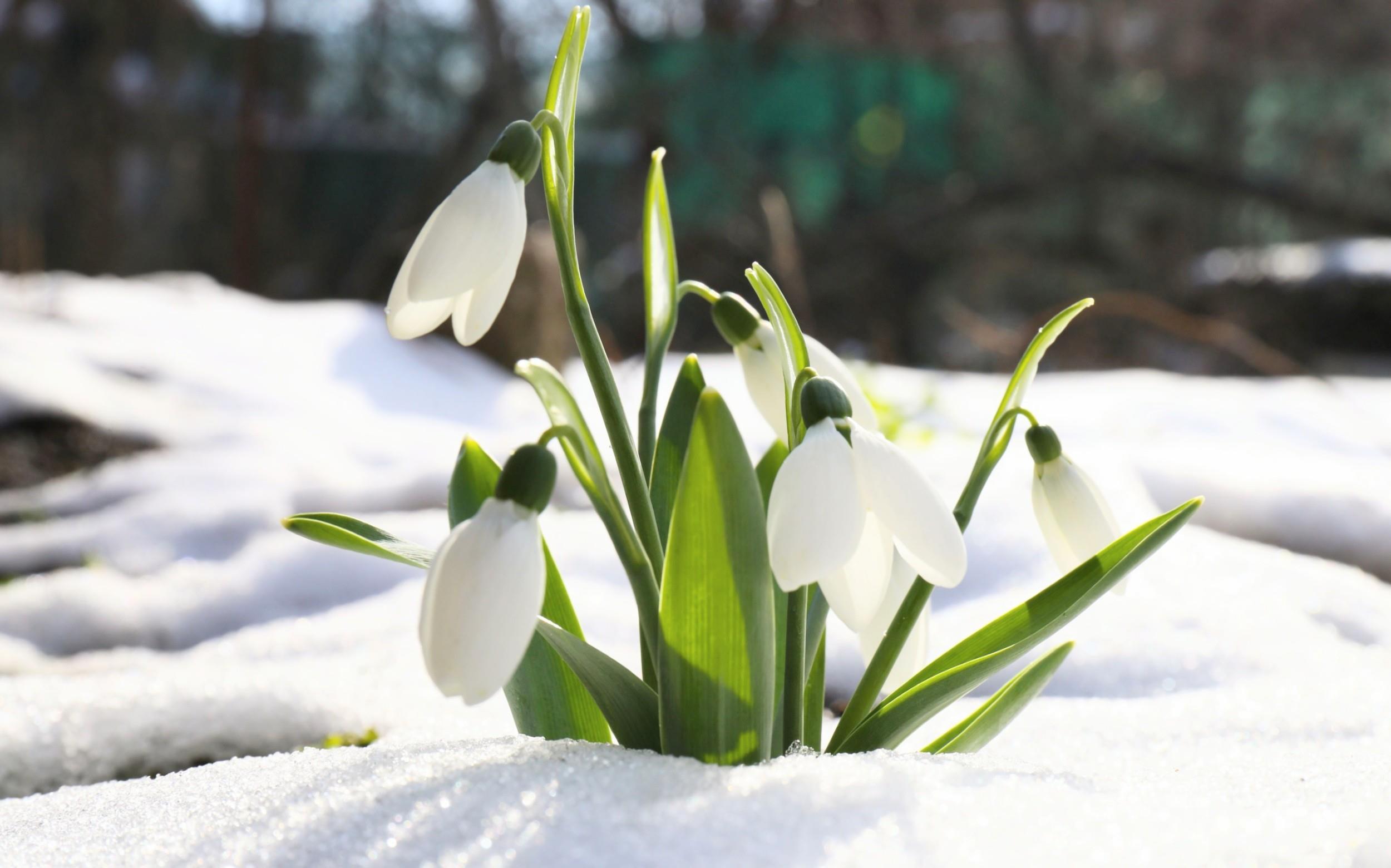 Plants have adapted a clever trick to survive shifting seasons