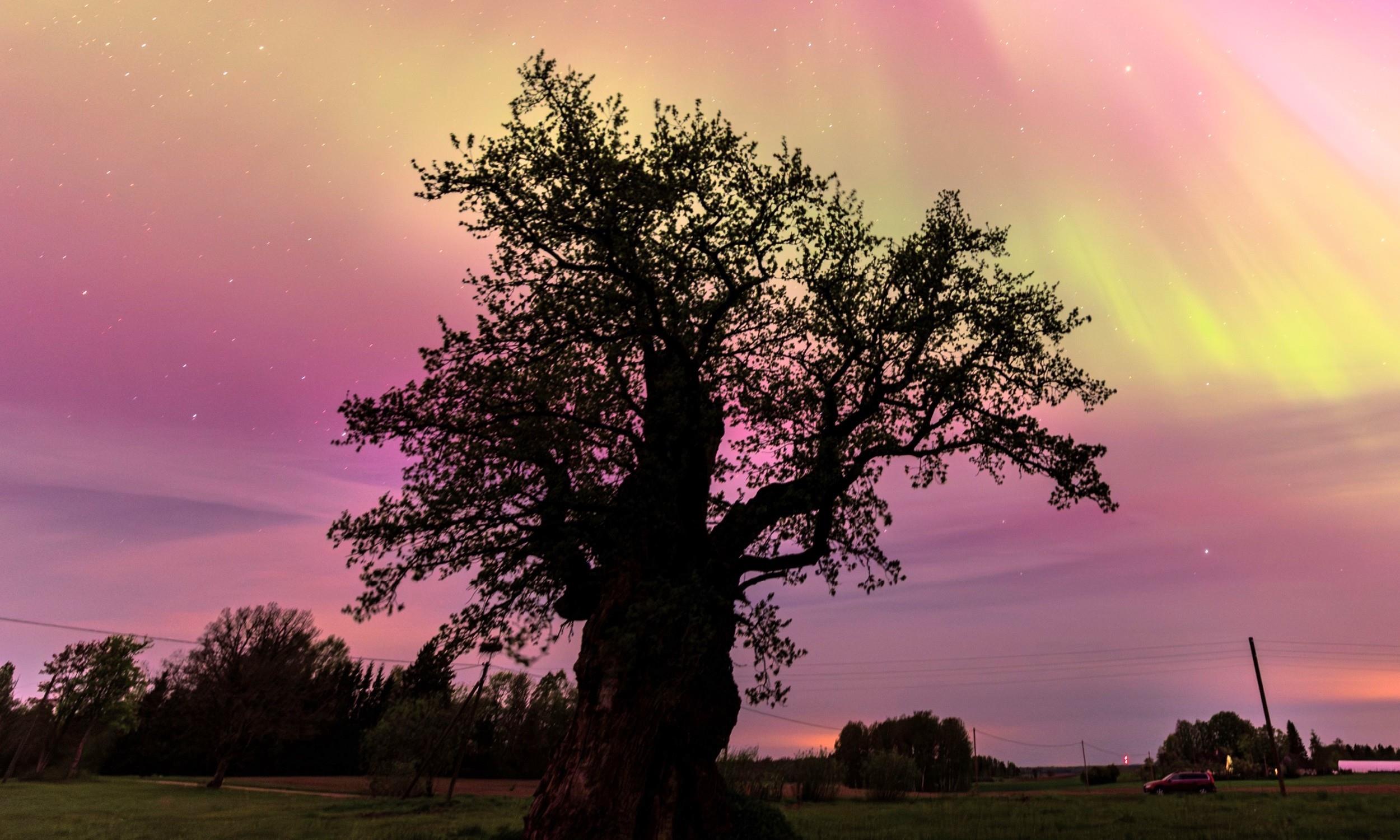 Tree rings record ancient solar storms - but biology blurs the signal