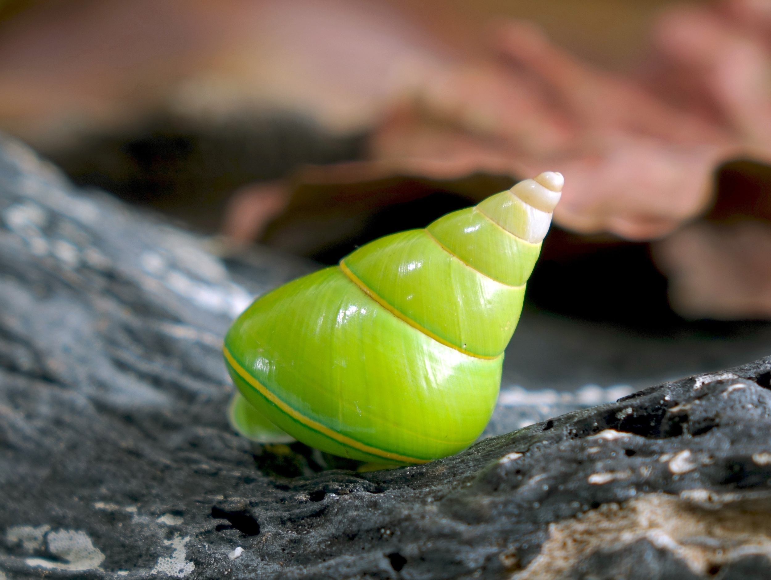 Land snails are vanishing from islands at an alarming pace