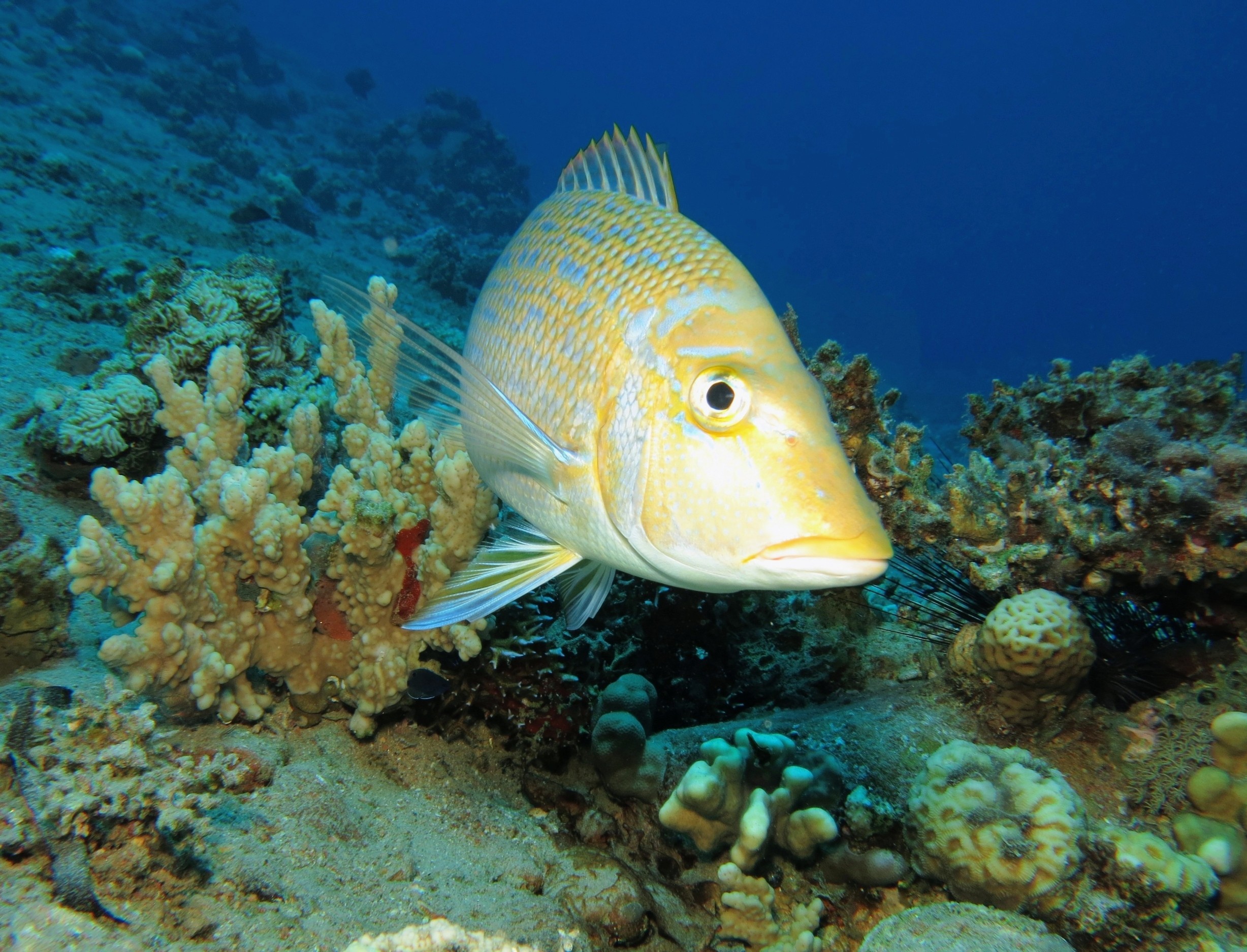 Microplastics contaminate a third of fish in Pacific island waters