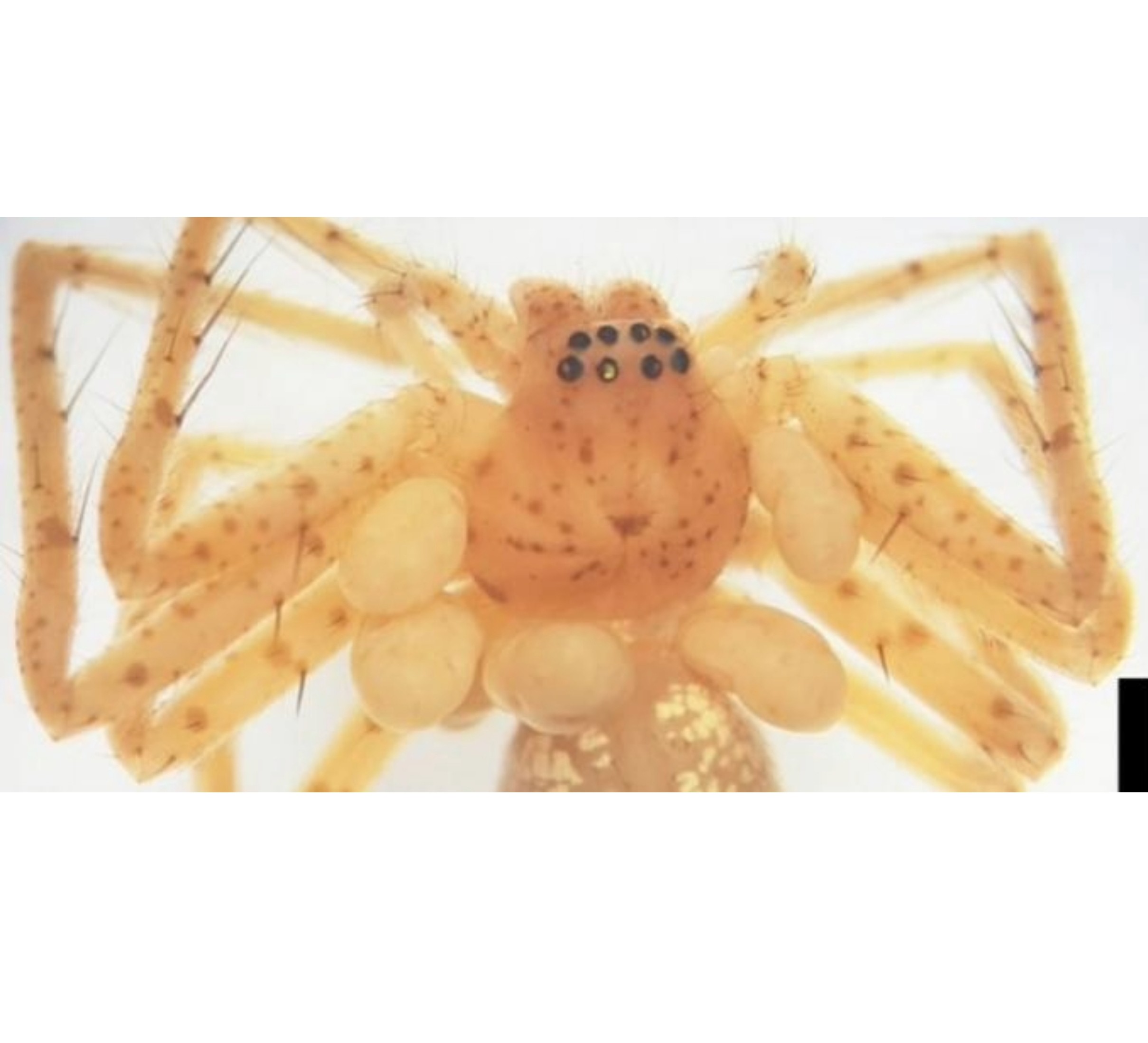 Pearl-like necklace on a spider turns out to be a new parasite