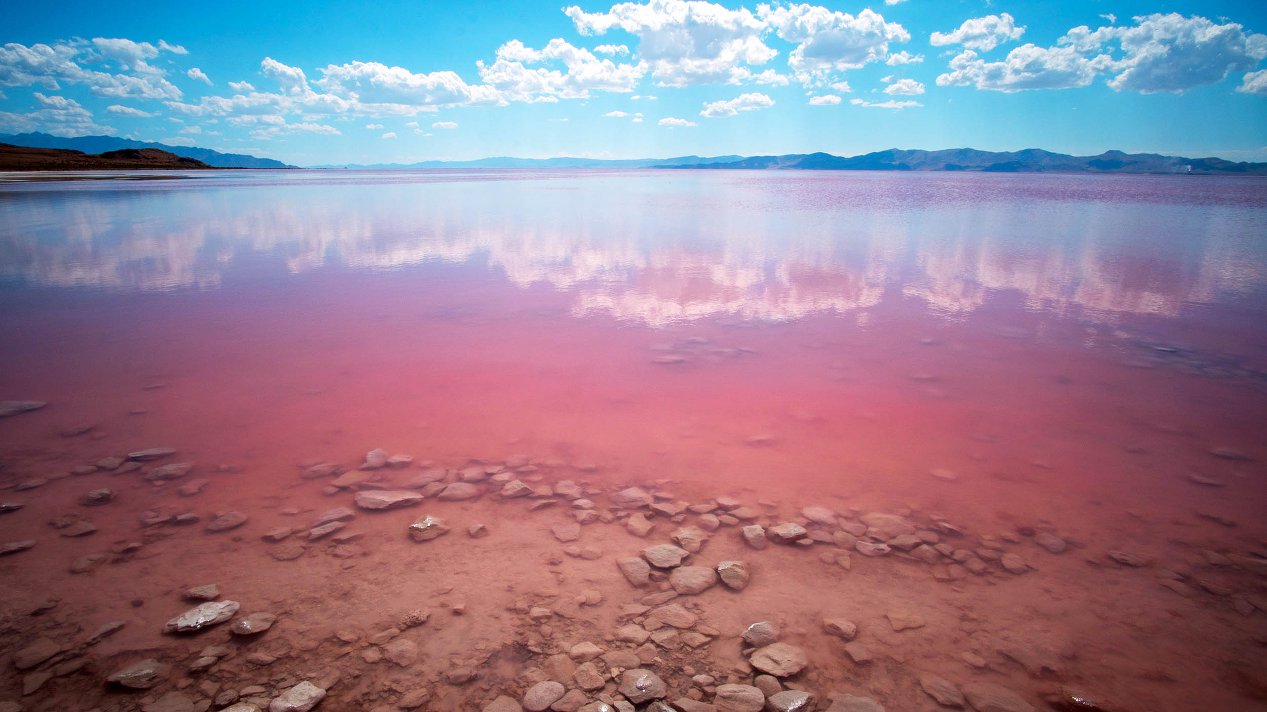 Animal discovered in the Great Salt Lake has never been documented by science