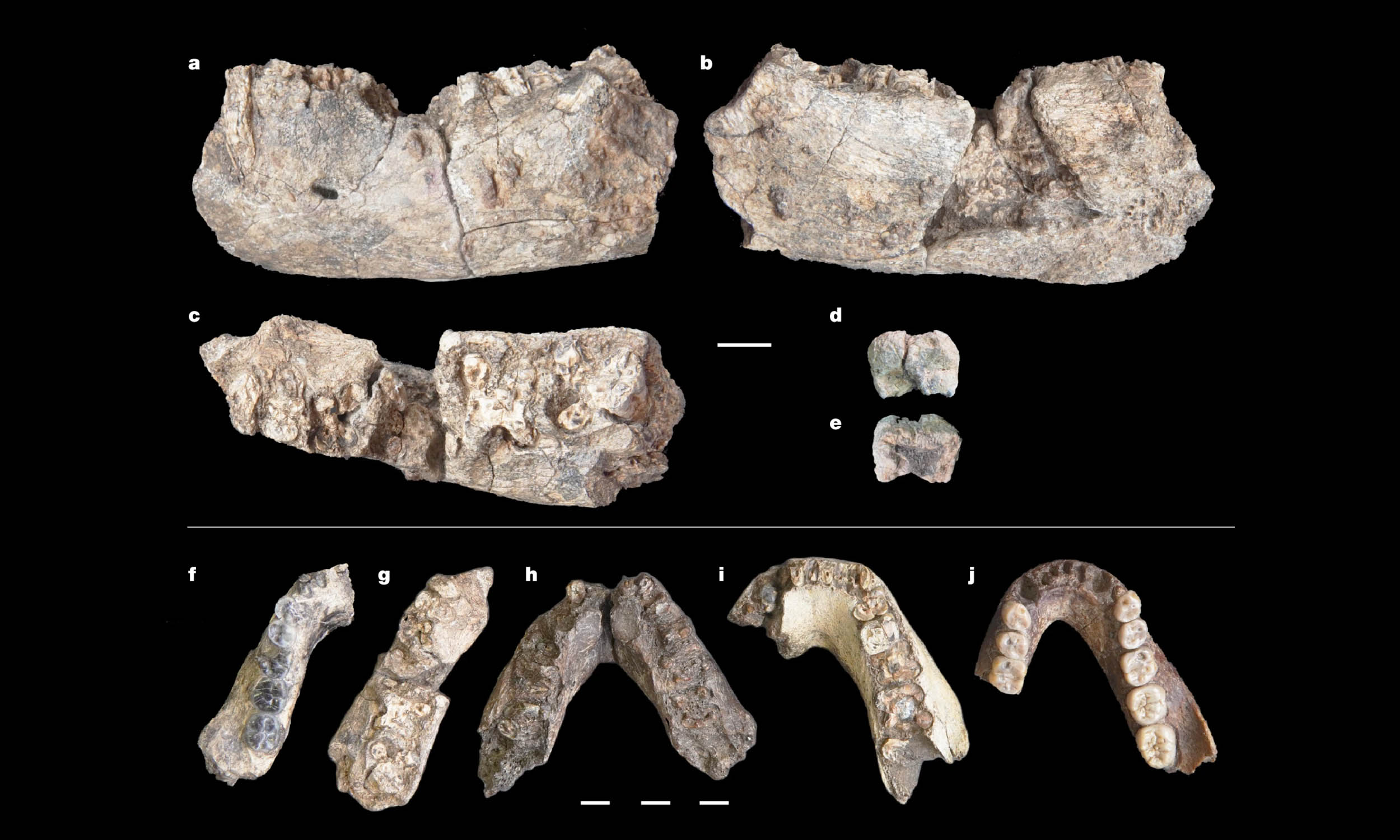 2.6-million-year-old jawbone changes the story of human history
