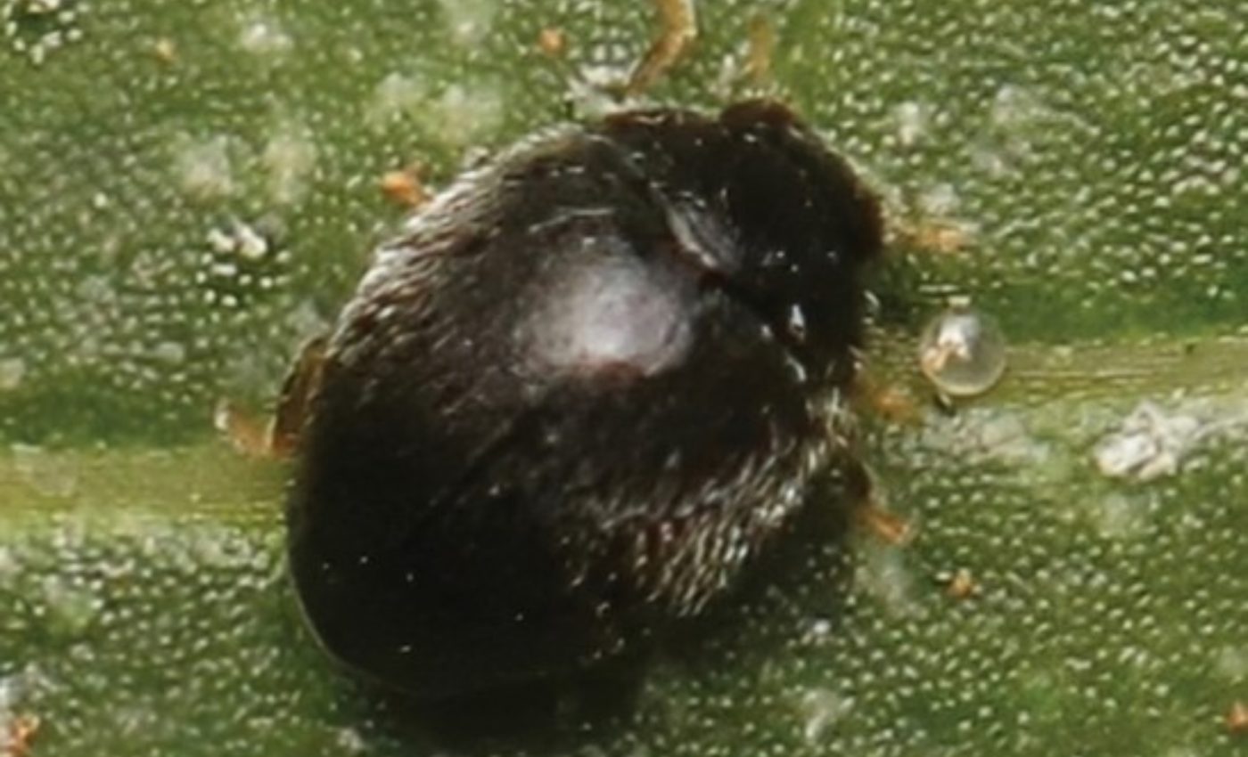 New ladybird beetle discovered on a university campus - Earth.com