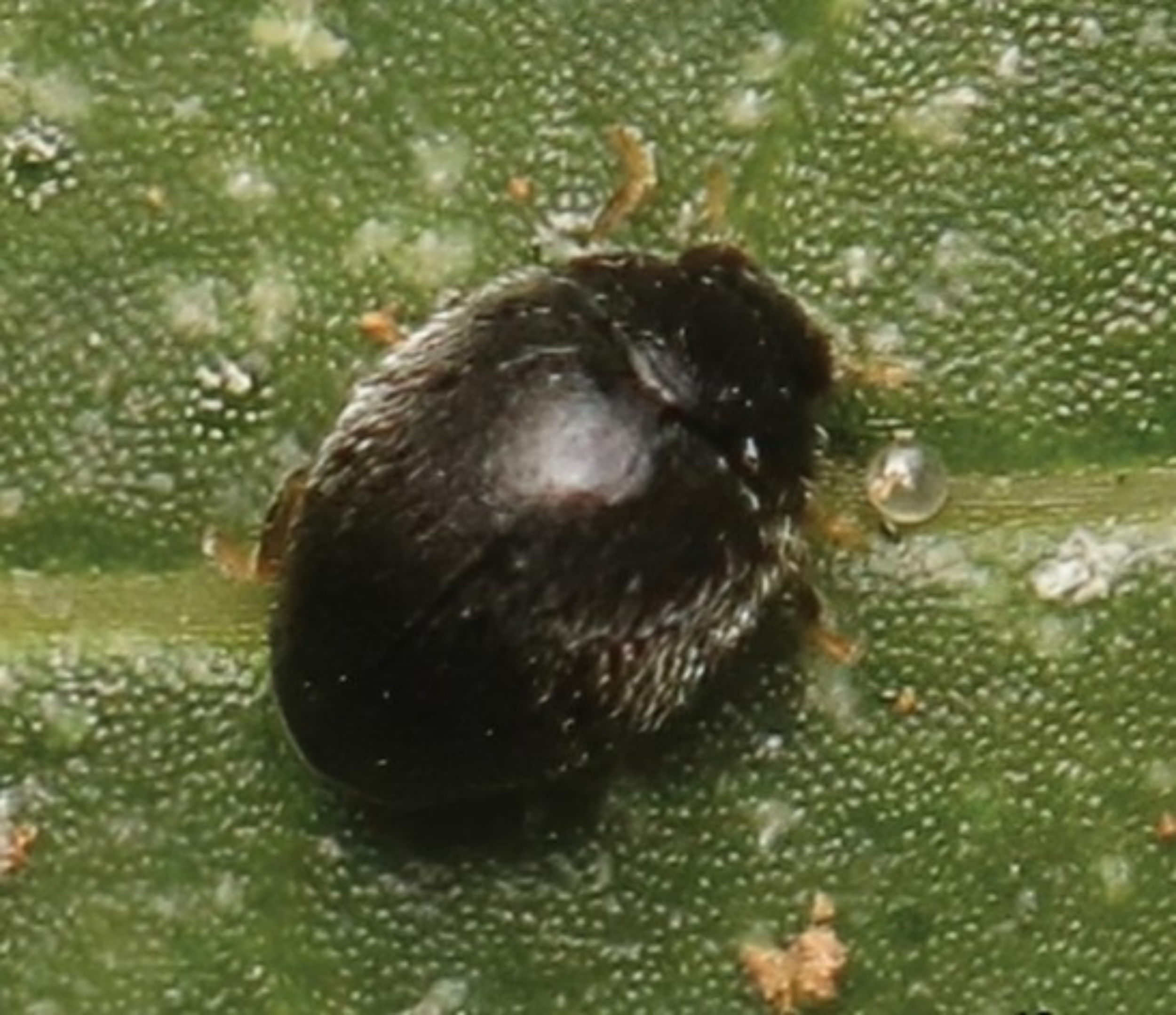 New ladybird beetle discovered on a university campus