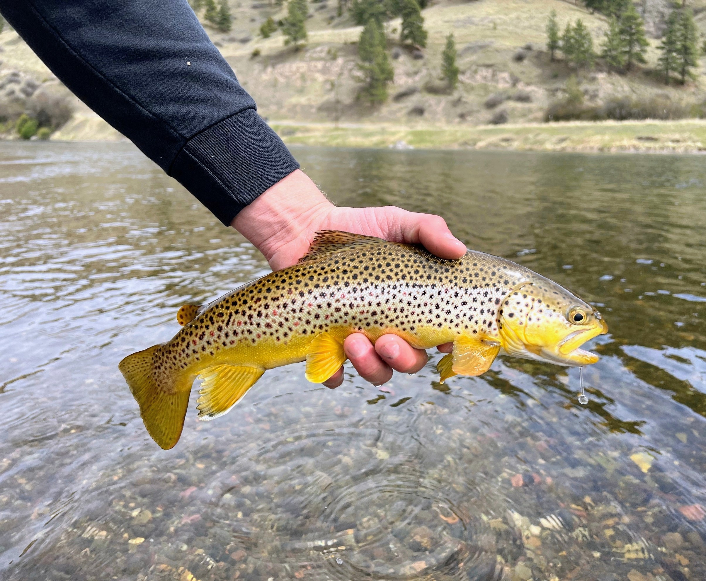 Small dams are heating rivers and fueling deadly fish disease