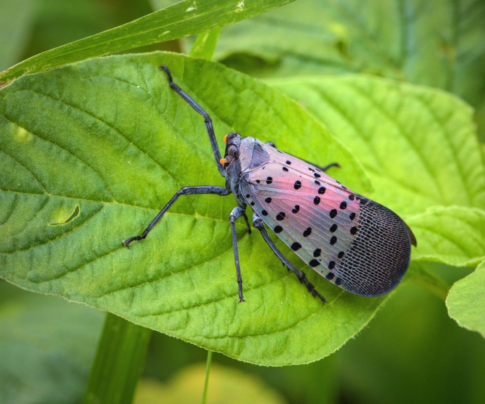 Urban life trained spotted lanternflies to spread around the world