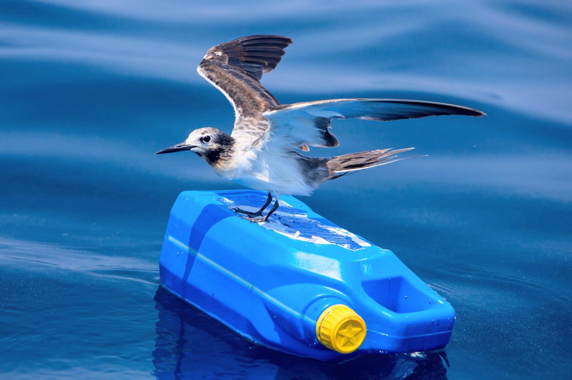 Ocean pollution is quietly draining energy from seabirds