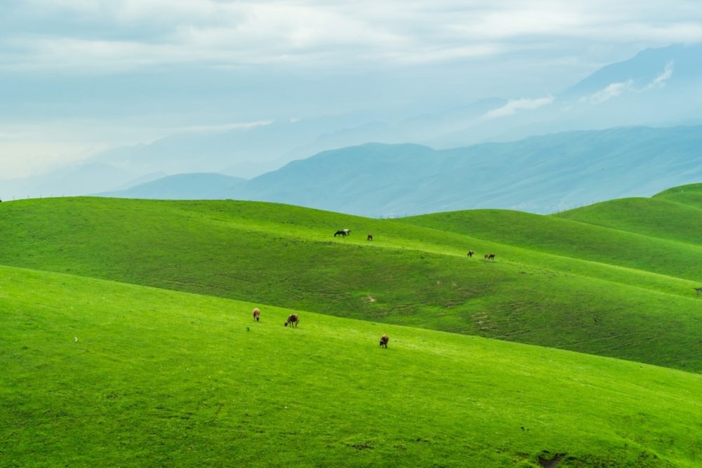 Grasslander What are grasslands? - Earth.com
