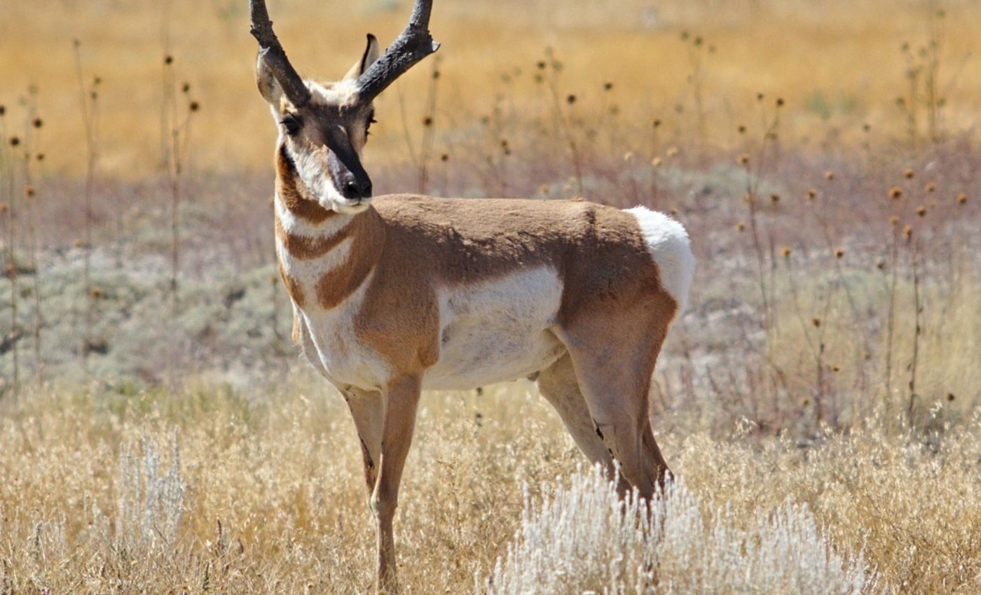 Pronghorn were built for speed long before cheetahs appeared