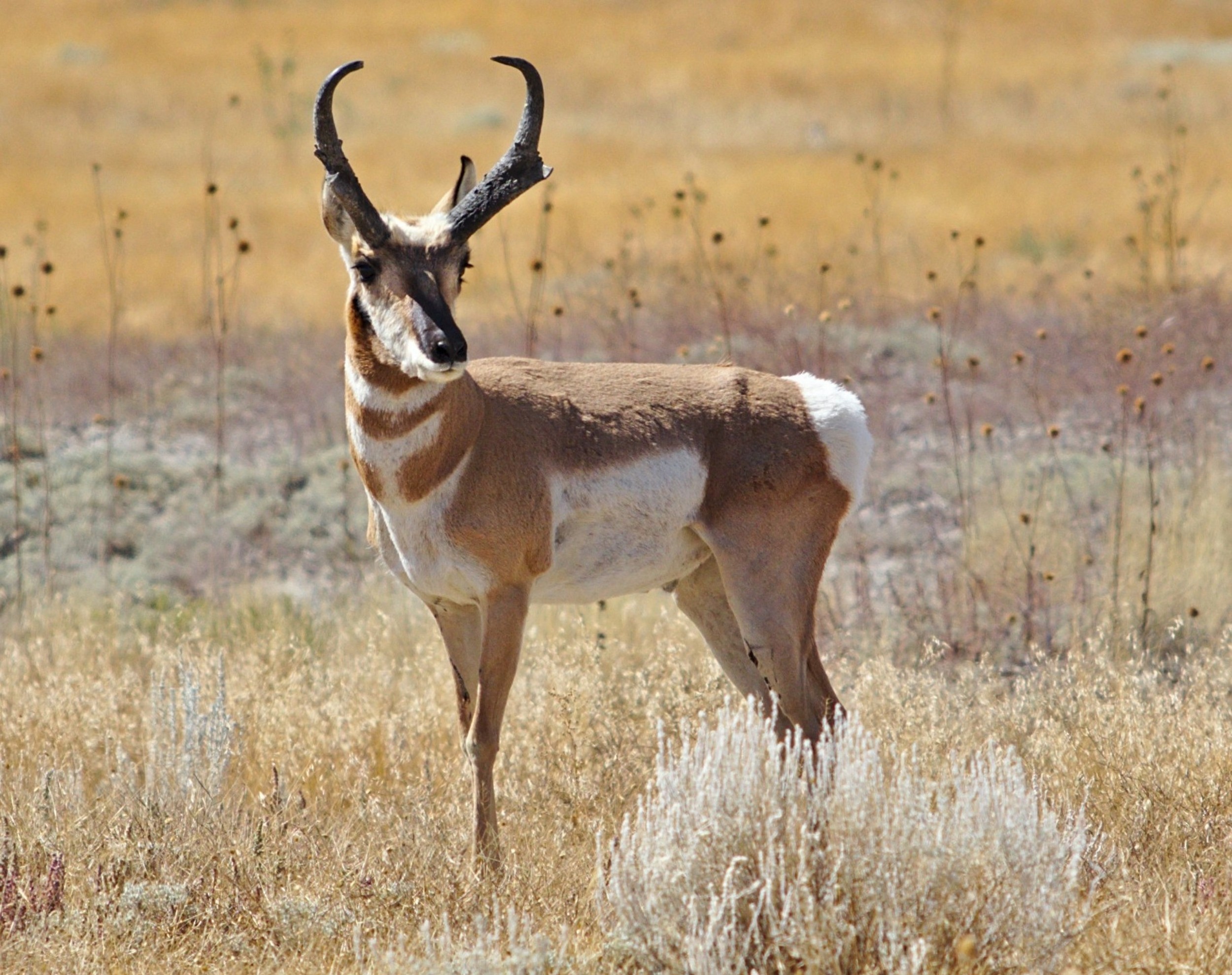 Pronghorn were built for speed long before cheetahs appeared