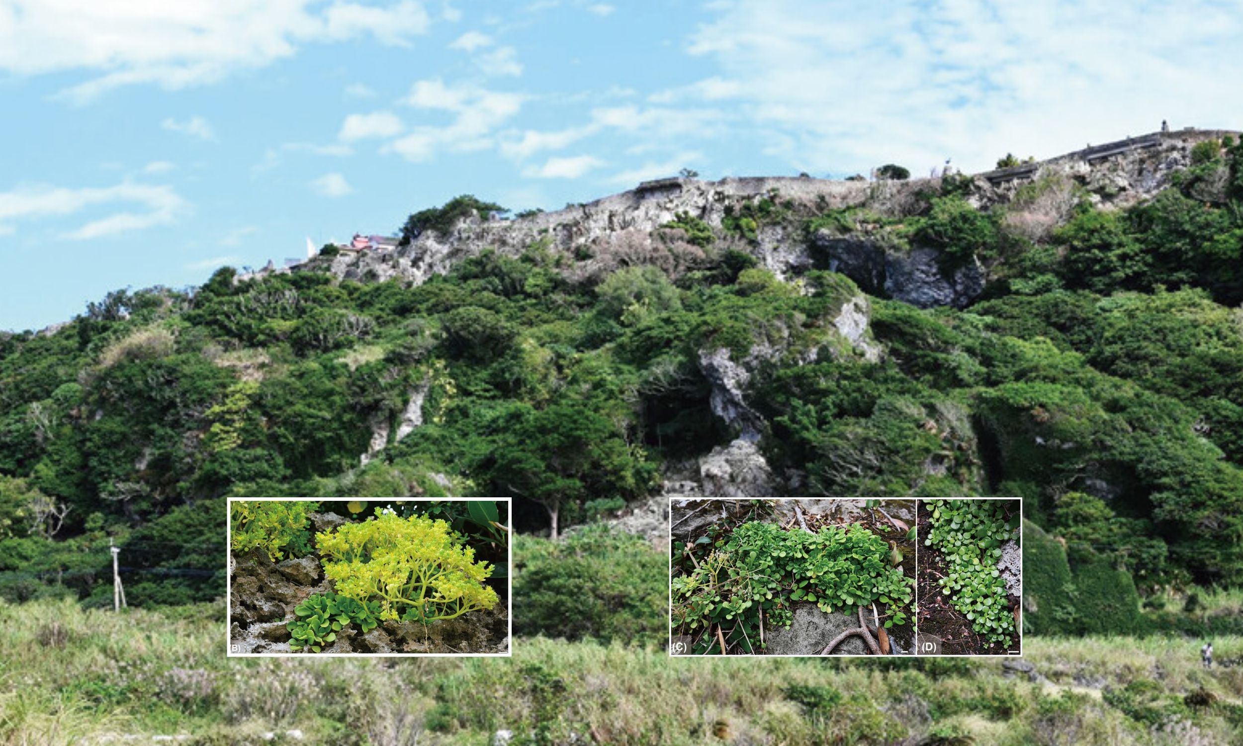 Plant discovered in Japan is a succulent with mutant flowers