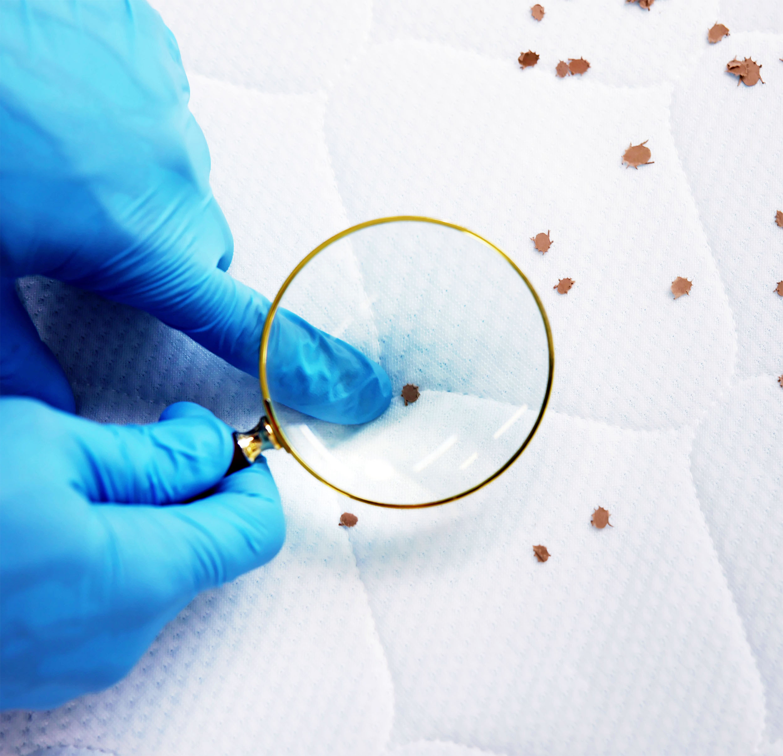 Scientists learn that bed bugs have a 'kryptonite' that makes them surprisingly easy to defeat