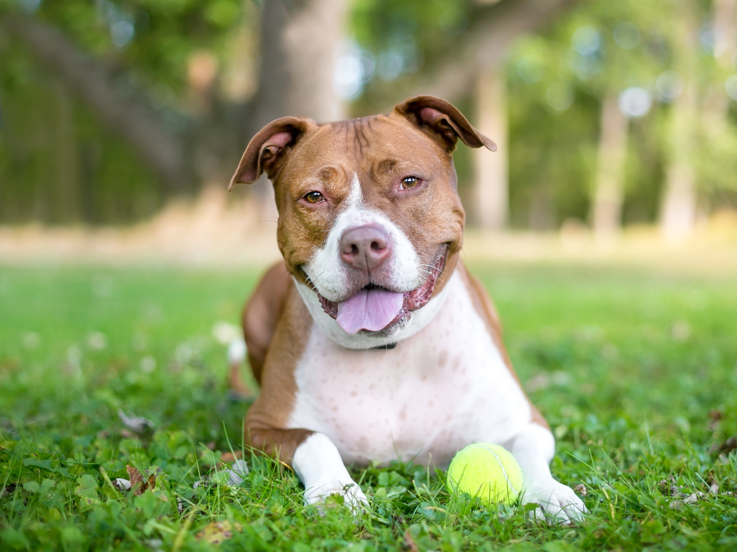 Which dogs stay calm under pressure? Saliva tests may hold the answer