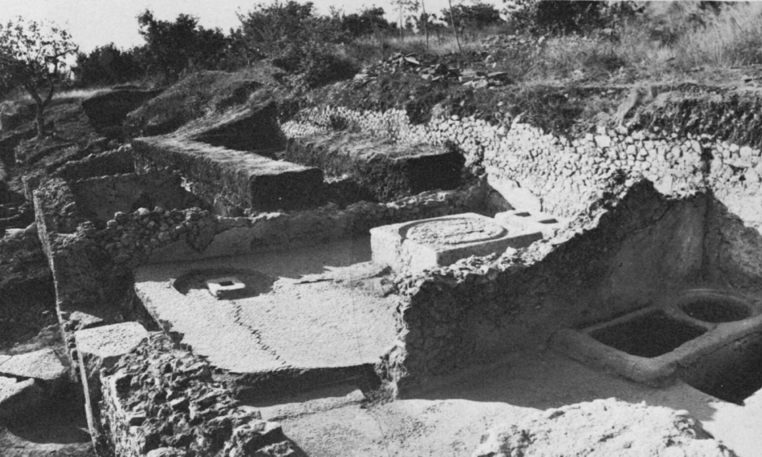 Olive oil reached Italy a thousand years before Rome