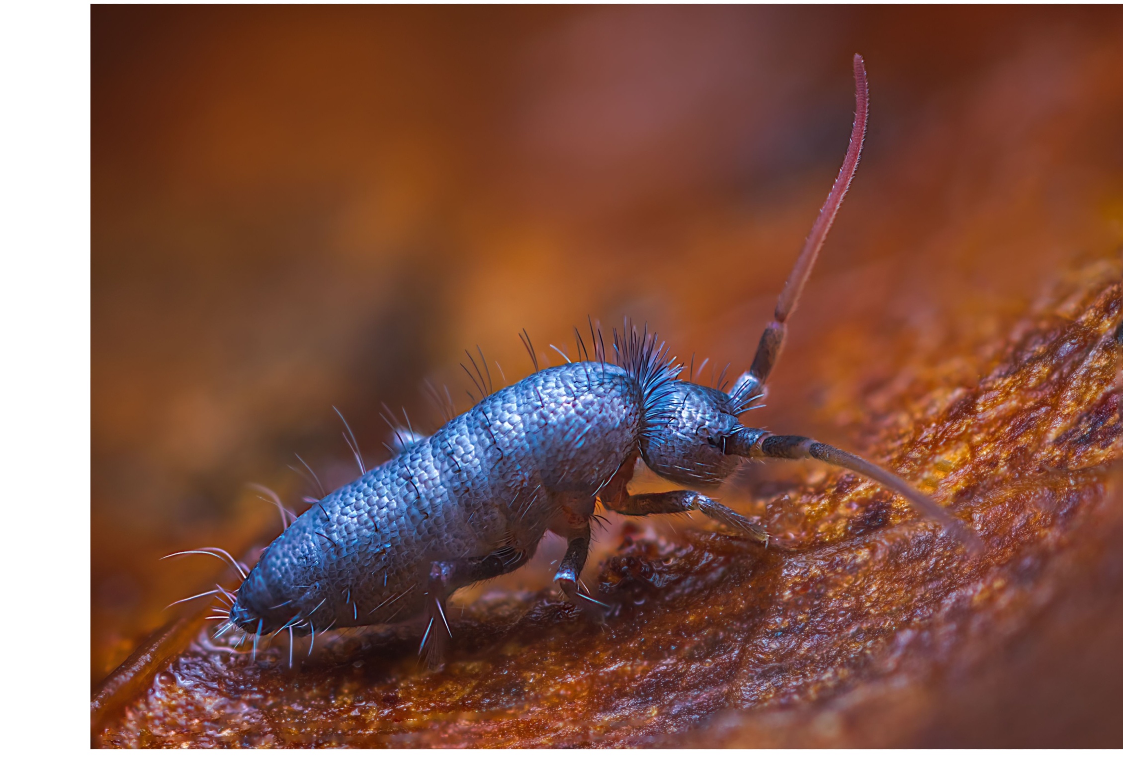 Genus of tiny, insect-like springtails found in China for the first time