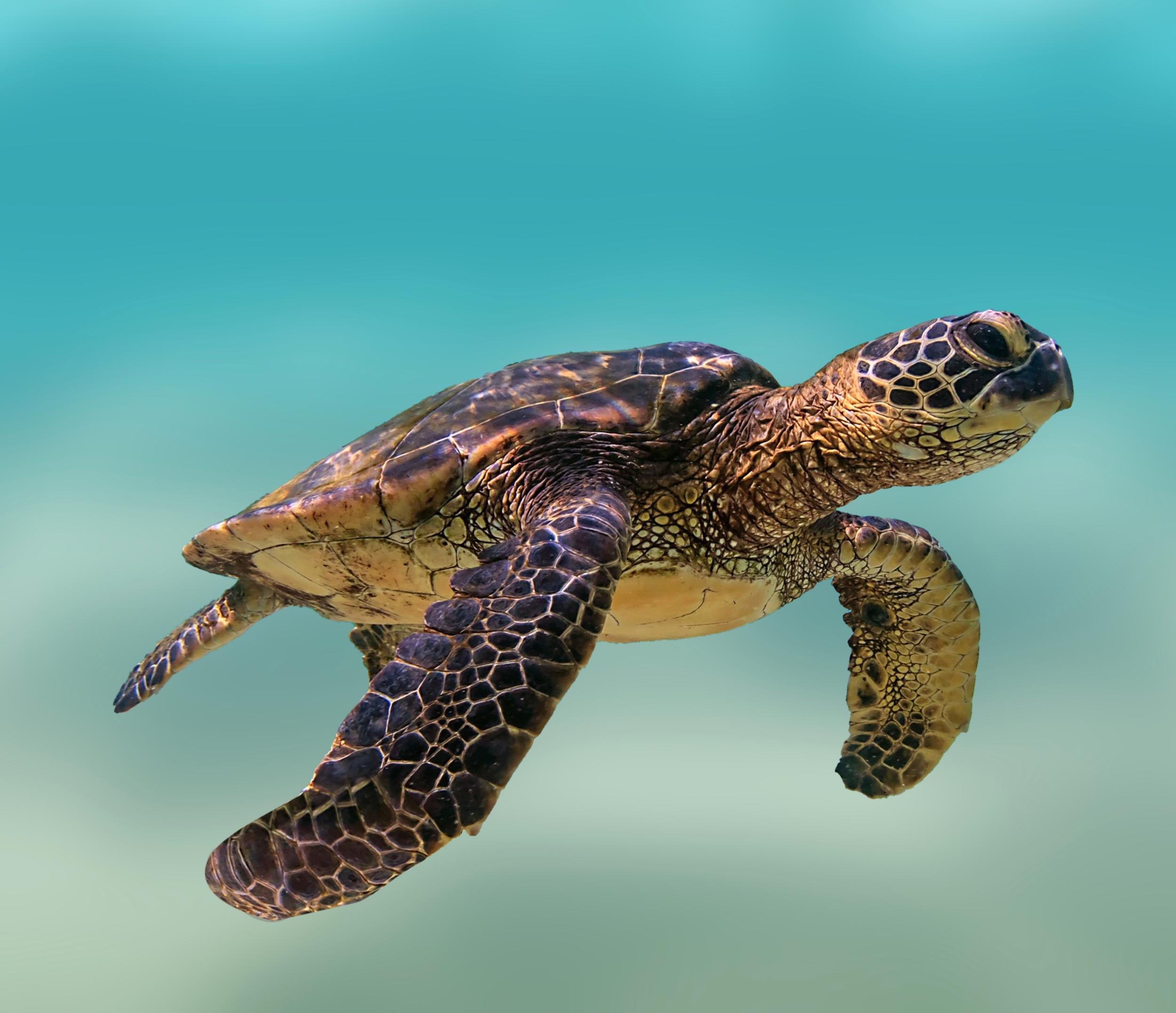 World’s rarest sea turtle hears in the same range as ship noise