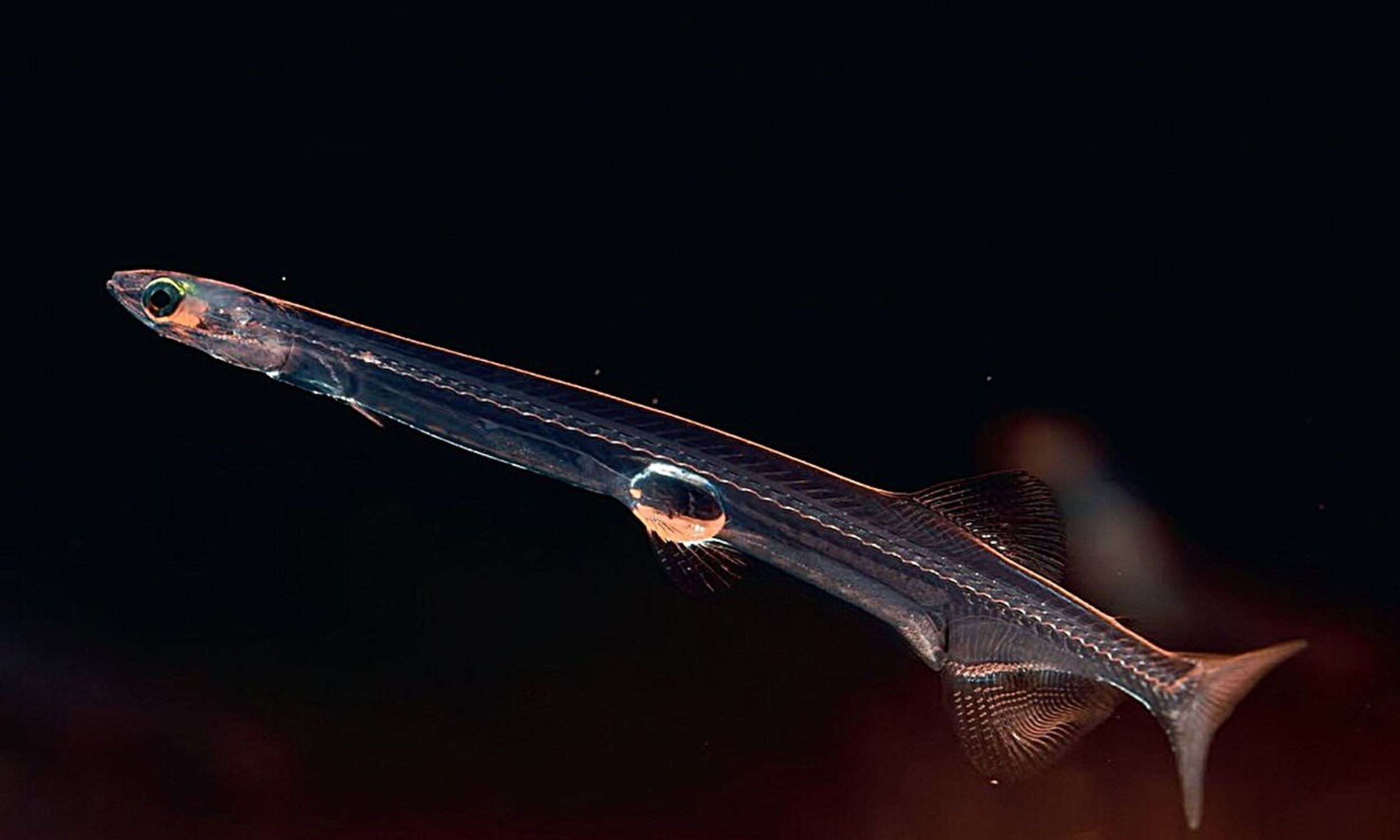 Nature repeated a rare blood mutation in two fish lineages