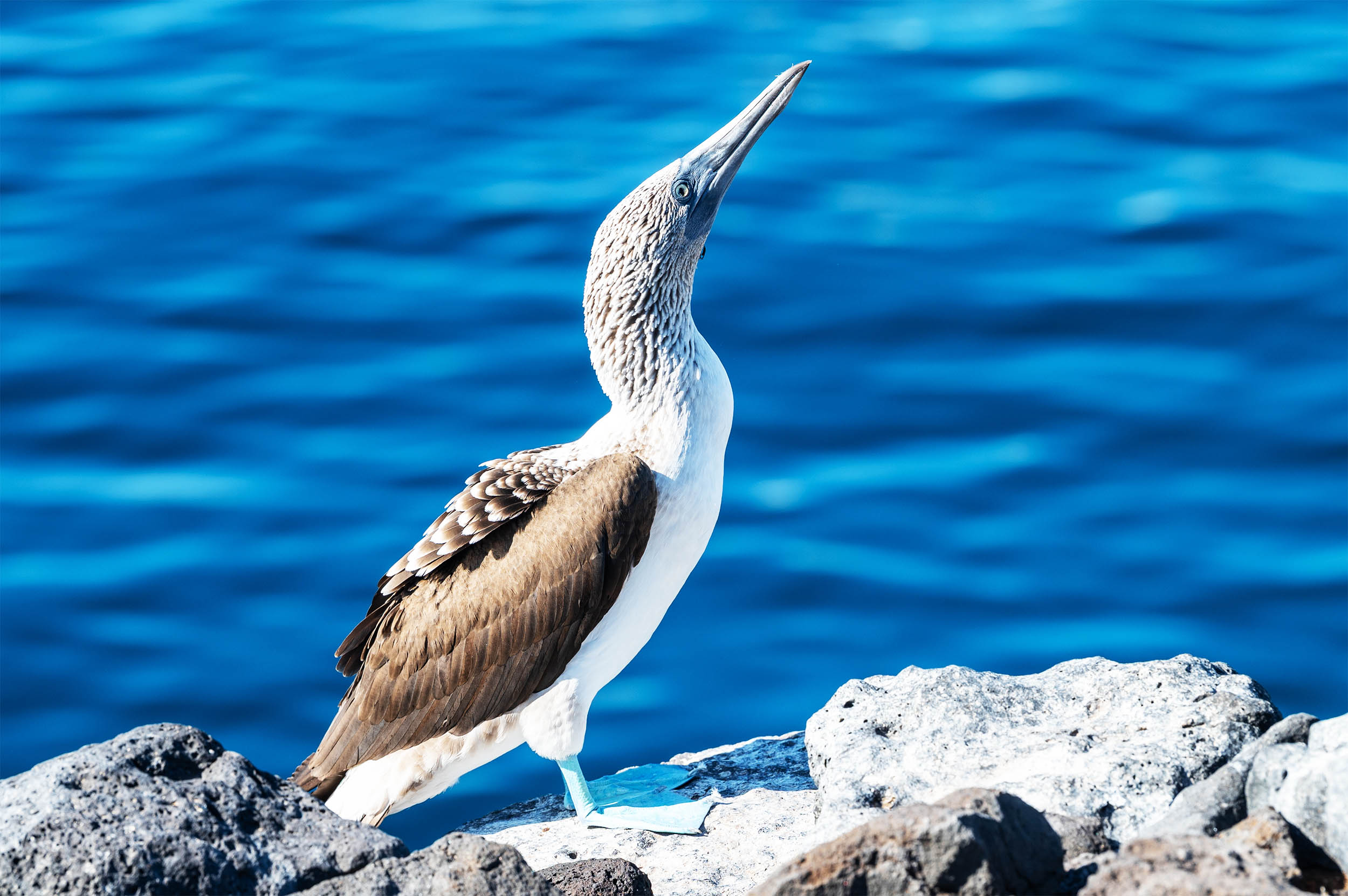 Birds are somehow ingesting toxic chemicals, like DDT, that have been banned for decades