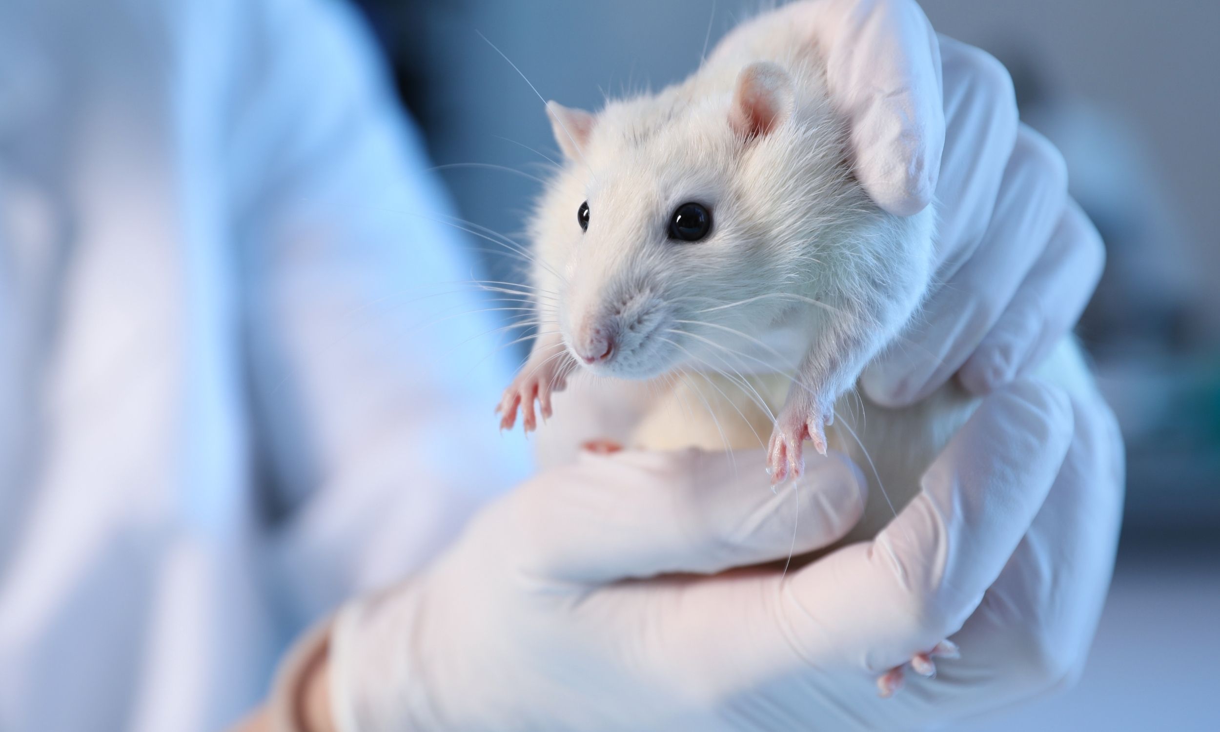 Researchers recreate bipolar symptoms in mice through gut transplant
