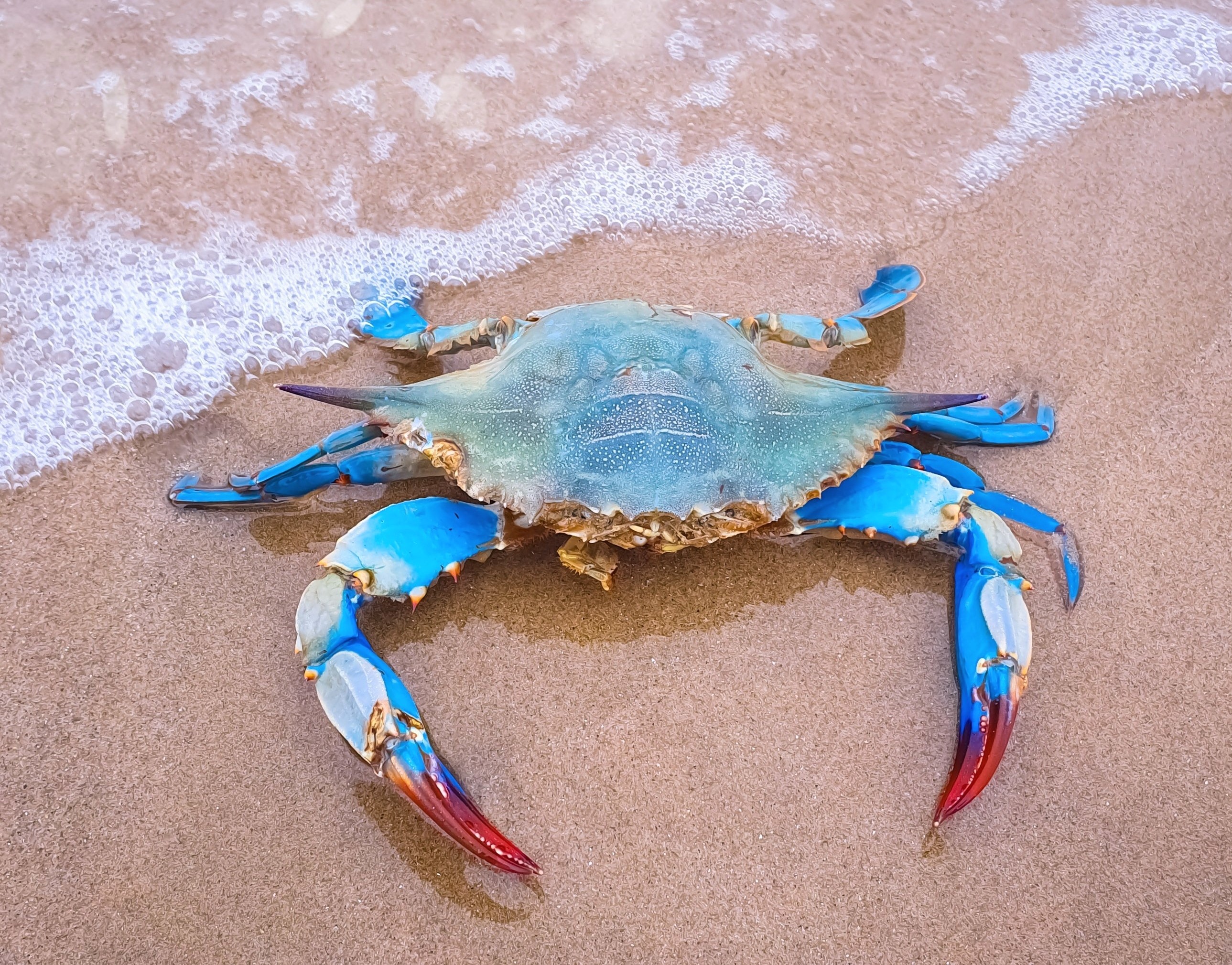 Oysters help protect blue crabs from a deadly parasite - Earth.com