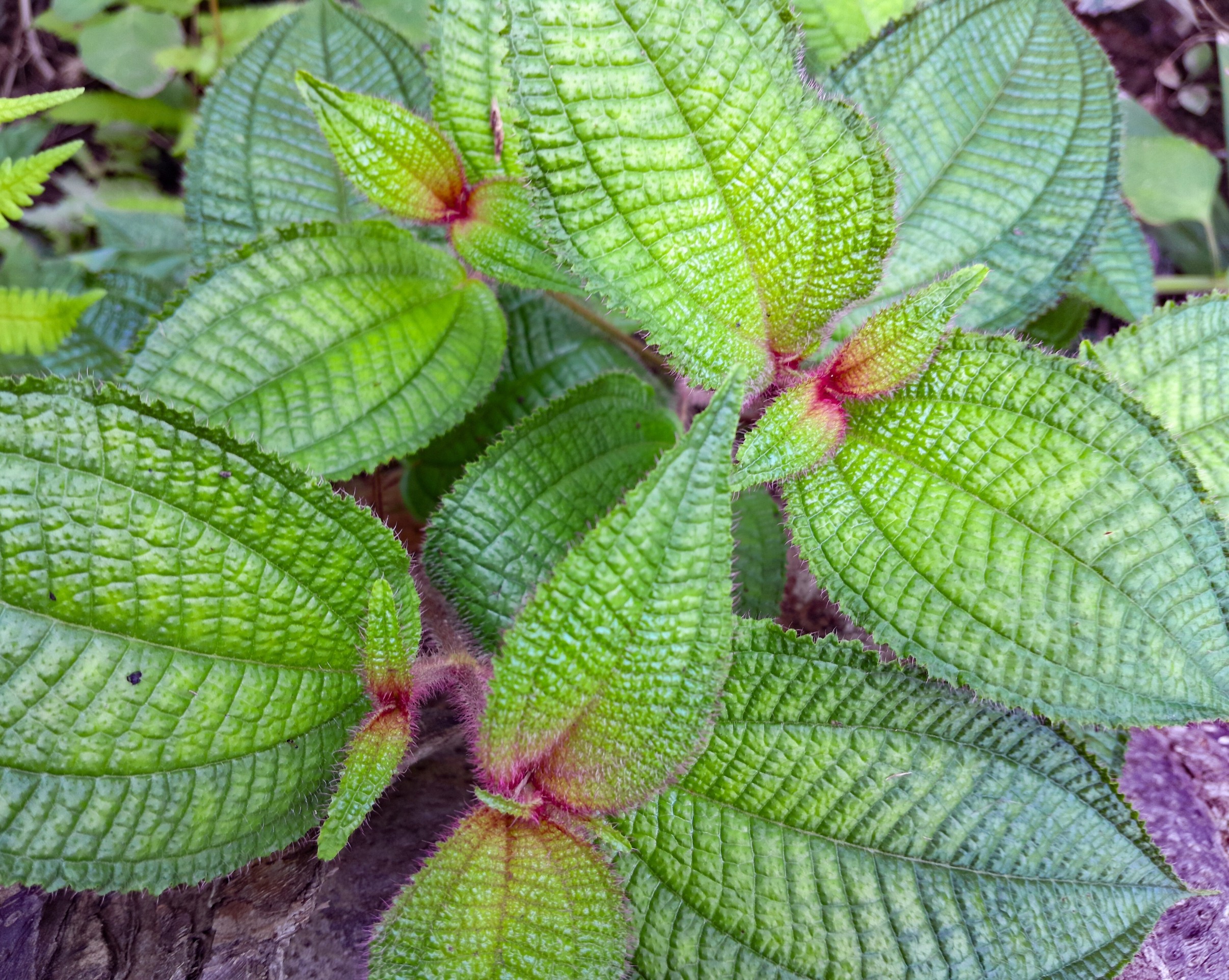 Birds stitched Caribbean islands together with seeds